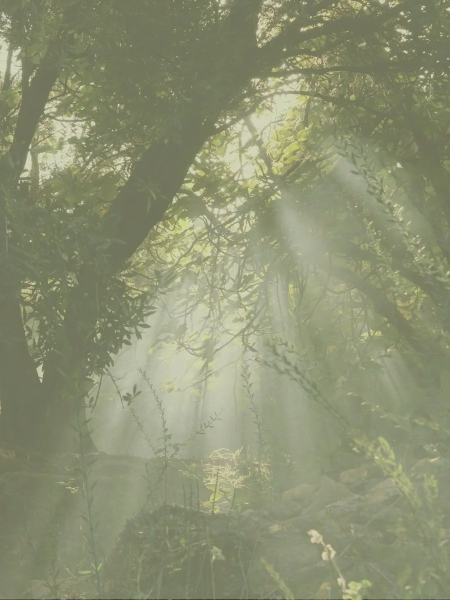 Sunlight filtering through a peaceful green forest