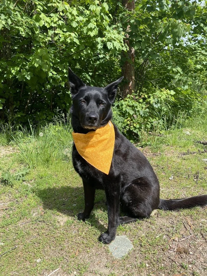 The Golden Leaf & Vine "Zero-Waste" Dog Bandana