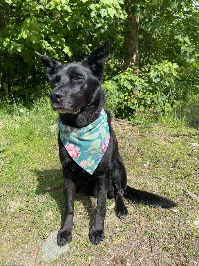 The Teal & Pink Floral "Zero-Waste" Dog Bandana
