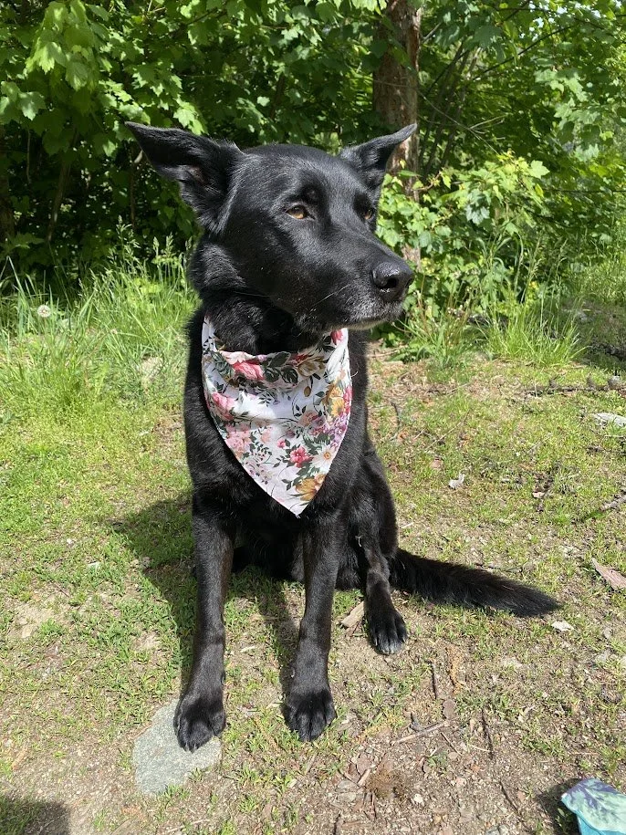 The Vintage Floral "Zero-Waste" Dog Bandana