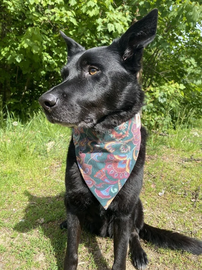 The Teal & Maroon Paisley "Zero-Waste" Dog Bandana