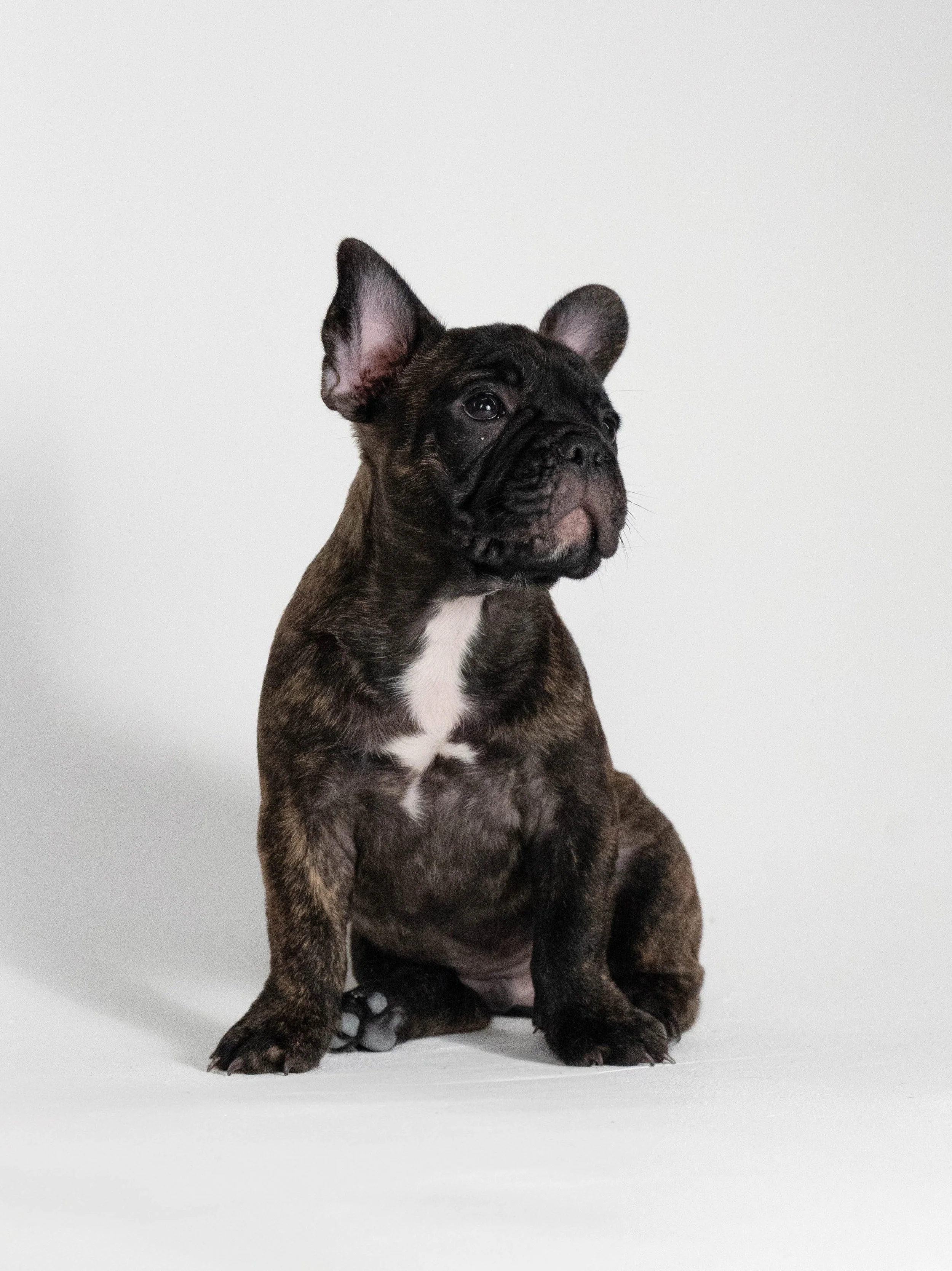 Patattekind Ben Dela Creme