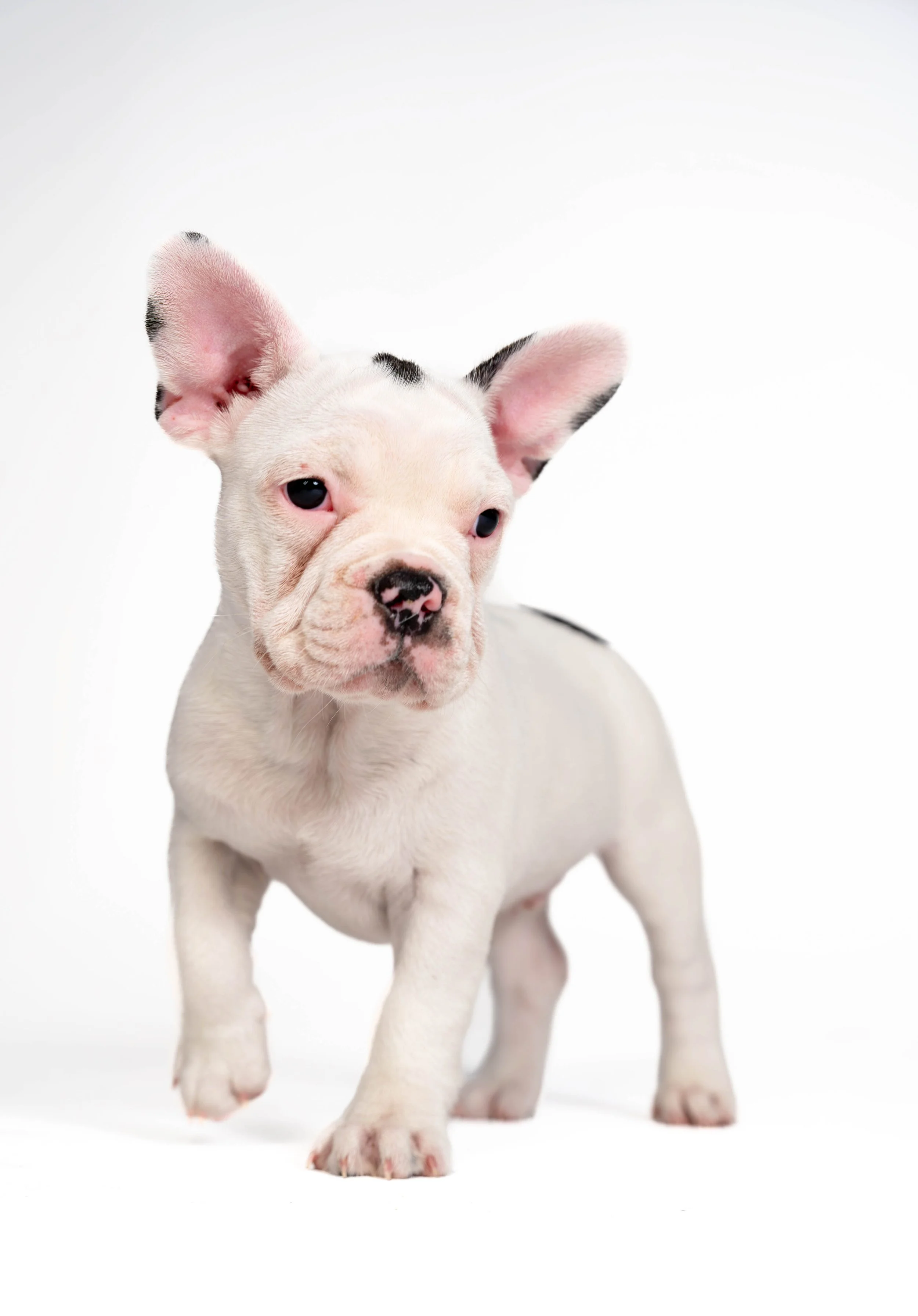 Patattekind Adore Delano