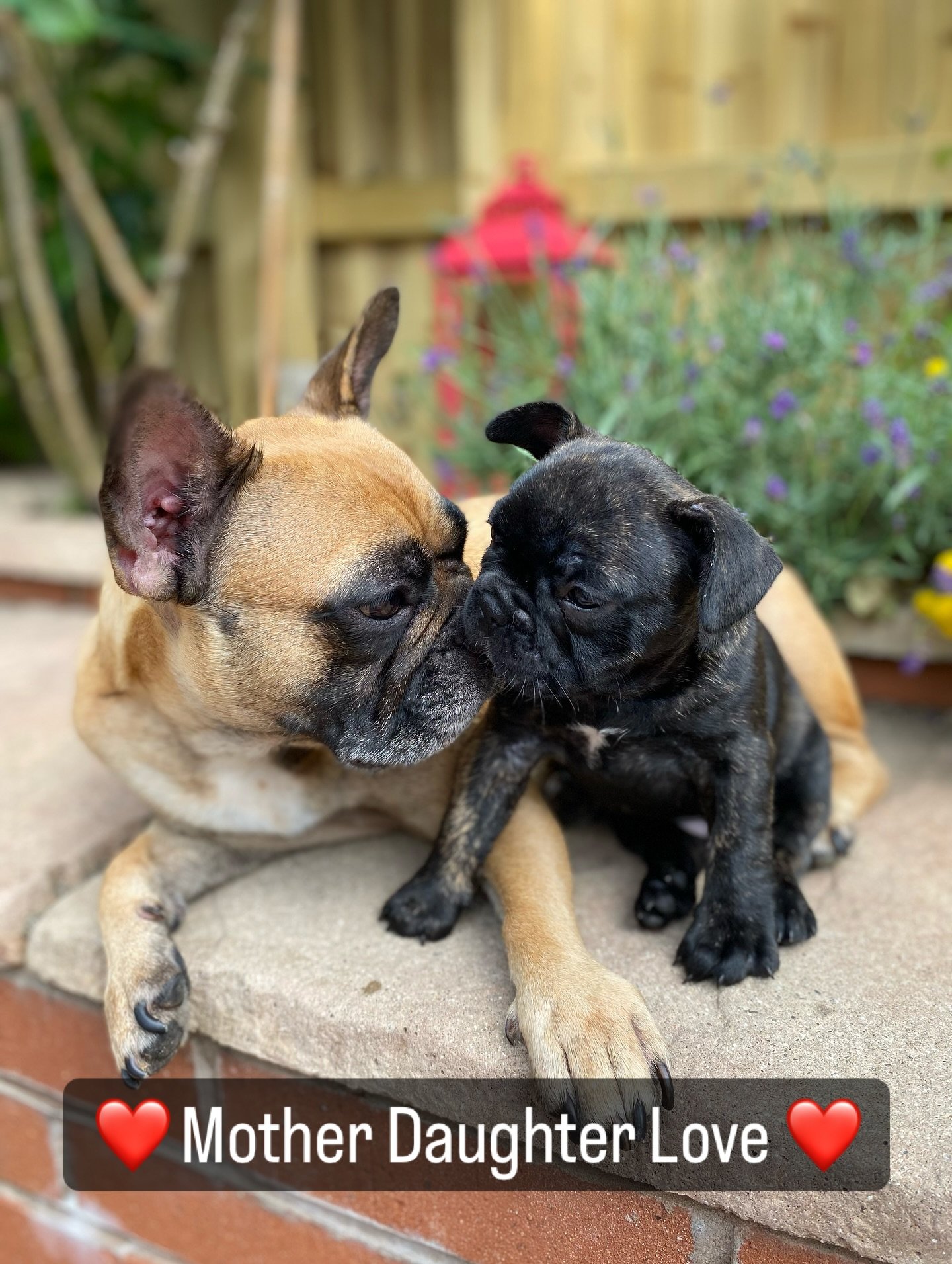 Mother Patatje with daughter Monet ❤️❤️ 

#frenchbulldoglife #frenchbulldog #frenchbulldoglovers❤️ #frenchbulldogkennel #frenchbulldogmoments #frenchbulldogworld #frenchbulldoglover #frenchbulldogsforsale #frenchbulldogfawn #frenchie #frenchiebulldog