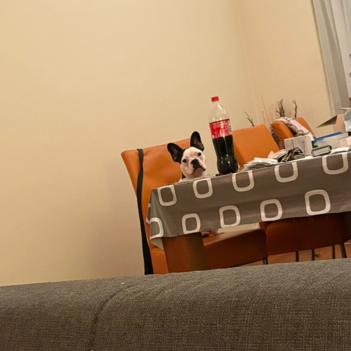 Jimbo is not impressed with the service at this establishment!🤣🤣

Patattekind Jimbo can truly speak with just one look!❤️

#frenchbulldog #frenchbulldogkennel #frenchbulldogpuppies #frenchbulldoglife #frenchbulldoglove #frenchbulldogbreeder #french