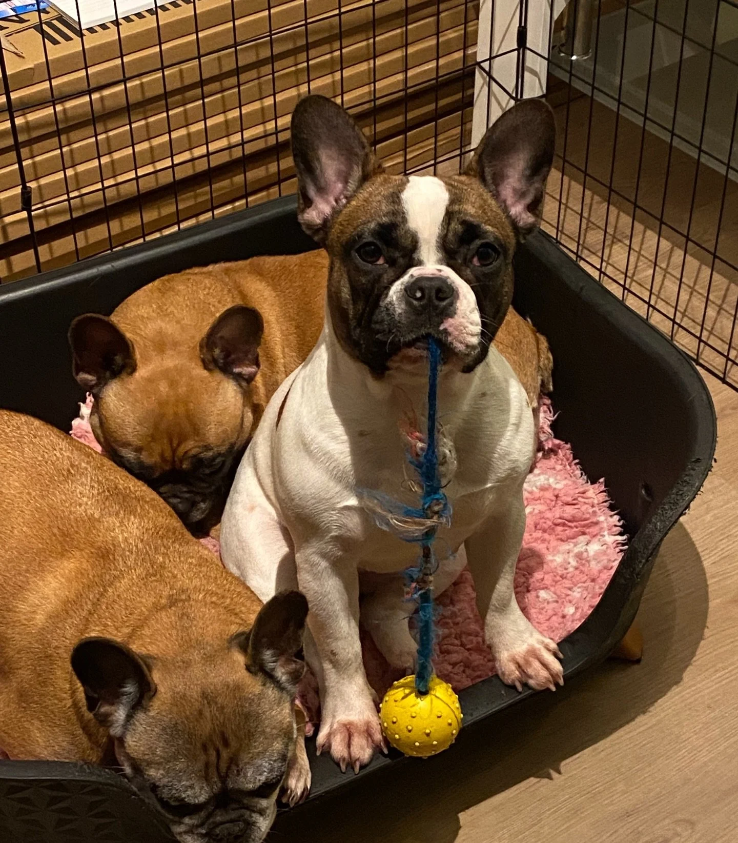 And then you turn around, and she looks at you like that!🤭
Such a clown!

#fransebulldog #frenchbulldoglife❤️ #frenchbulldogoftheday #patattekindfrenchies