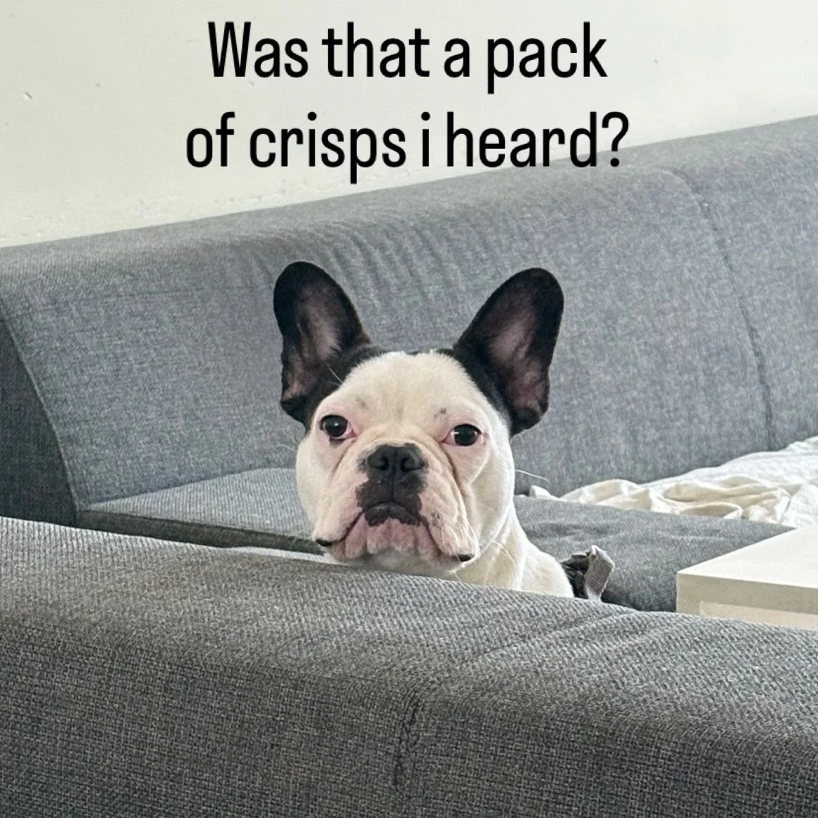 Jimbo doesn&rsquo;t judge&hellip; as long as you share with him!🤭

Patattekind Jimbo, 8 months

#patattekindfrenchies #frenchbulldogoftheday #fransebulldog #frenchiepuppies