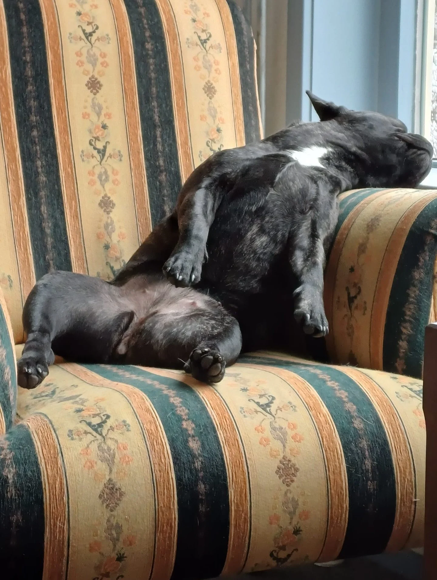 Debatable sitting choices!🤭🥰

Patattekind Suzie Toot aka Lady BonBon, 8 months.

#frenchbulldoglife❤️ #fransebulldog #patattekindfrenchies #frenchbulldogoftheday