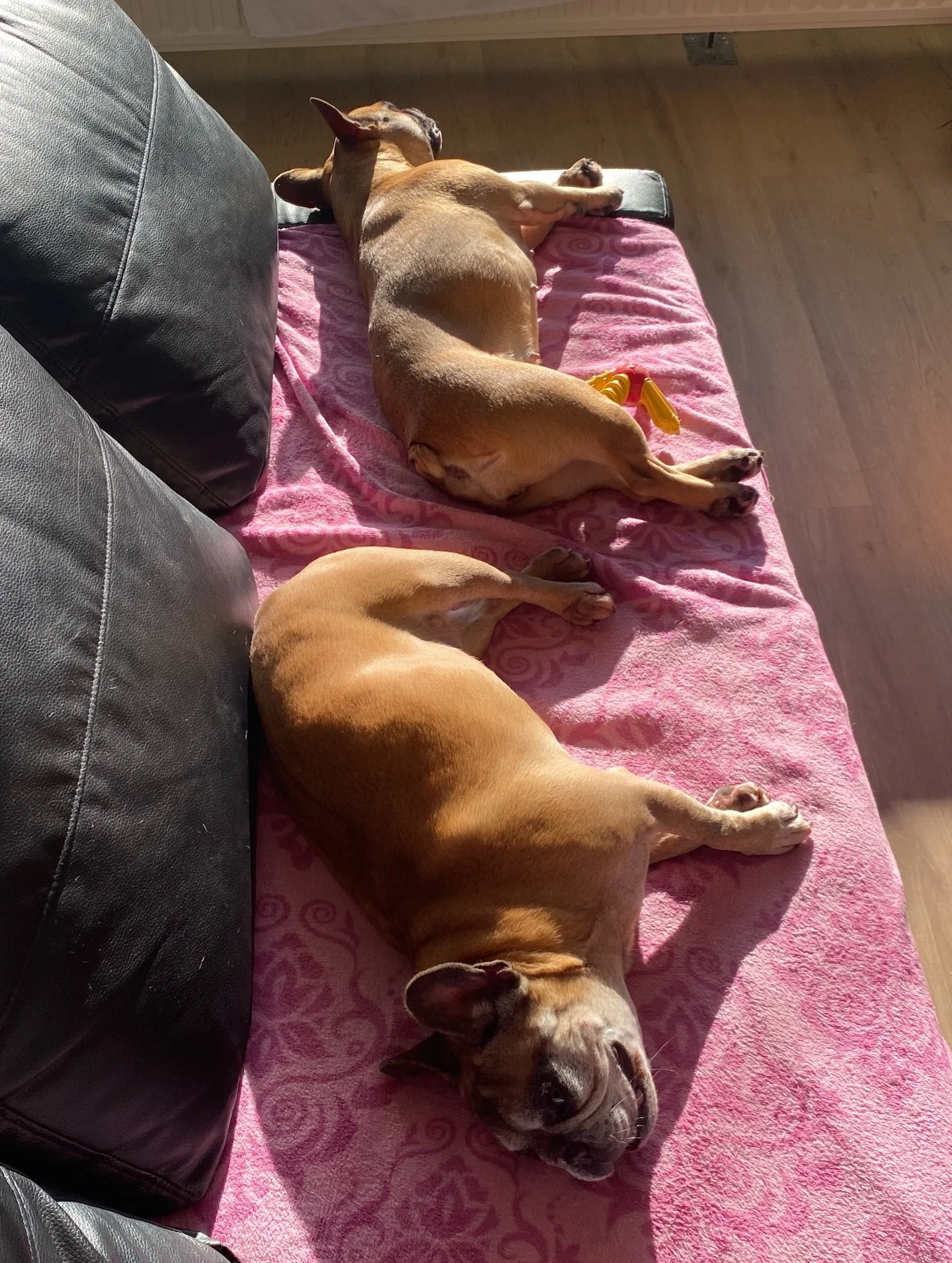 Baked potatoes🤣

#frenchbulldog #frenchbulldogoftheday #patattekindfrenchies #fransebulldogs