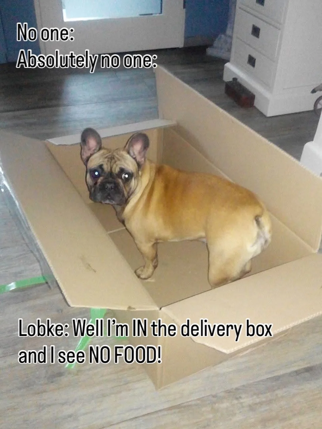 Grandma Lobke at 1 year old in 2017, making sure her food deliveries are triple checked!🤣

No one:
Absolutely no one:
Lobke: Well i&rsquo;m IN the delivery box and I see NO food!

#frenchbulldoglife❤️ #patattekindfrenchies #fransebulldog #dutchfrenc