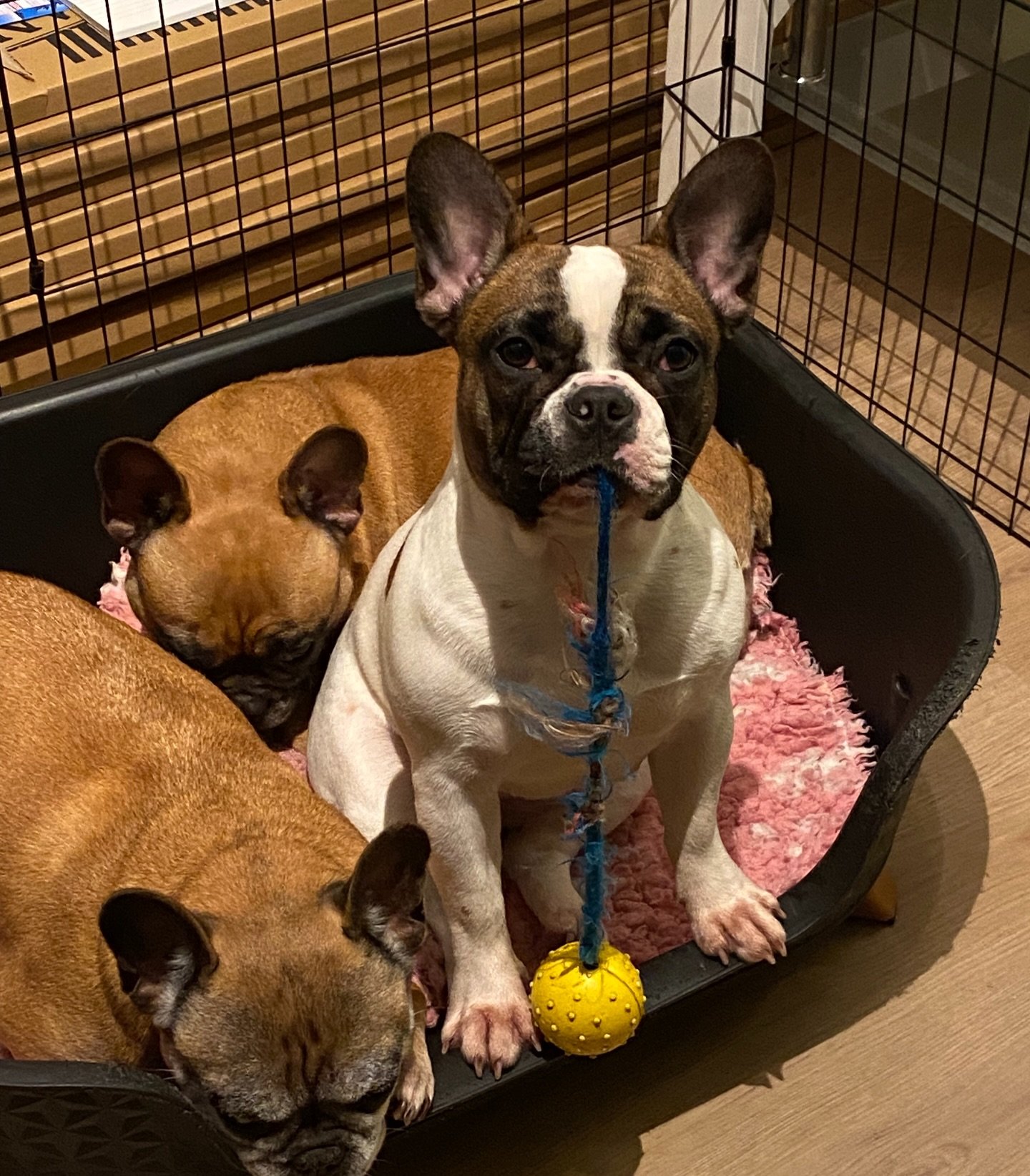 And then you turn around, and she looks at you like that!🤭
Such a clown!

#fransebulldog #frenchbulldoglife❤️ #frenchbulldogoftheday #patattekindfrenchies