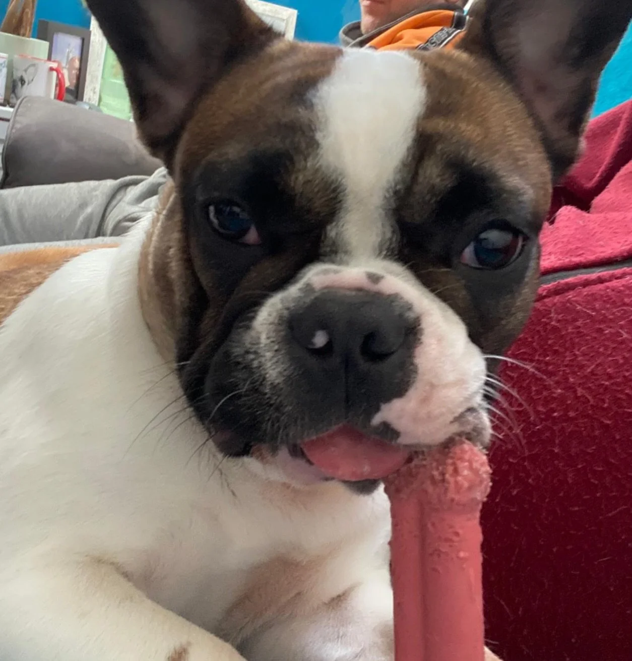 Good morning❤️

#frenchbulldog #fransebulldog #patattekindfrenchies #frenchbulldogpuppies