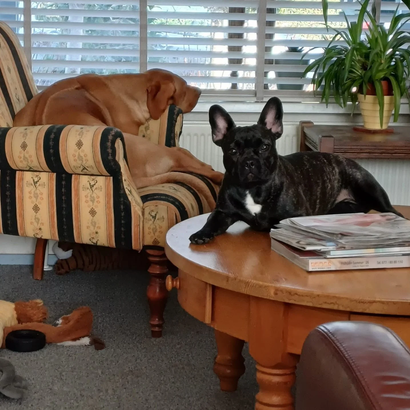 Get a French Bulldog they said&hellip;🫣☺️
Lady BonBon, THAT is a table! How is that more comfortable than your multiple comfy beds?😅😅😅

Patattekind Suzie Toot aka Lady BonBon 9 months

#frenchbulldoglife❤️ #frenchbulldogoftheday #patattekindfrenc