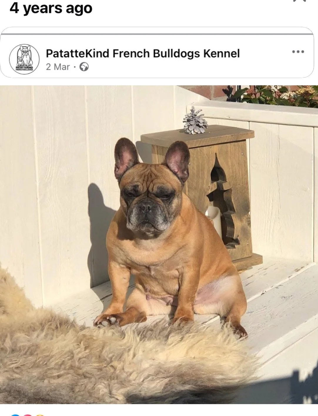 Grandma Lobke in her prime 4 years ago and she is still the cuddliest, sassiest, loving dog!🥰

She&rsquo;ll be 10 soon🥹

#patattekindfrenchies #frenchbulldoglife❤️ #fransebulldogs #frenchbulldogoftheday