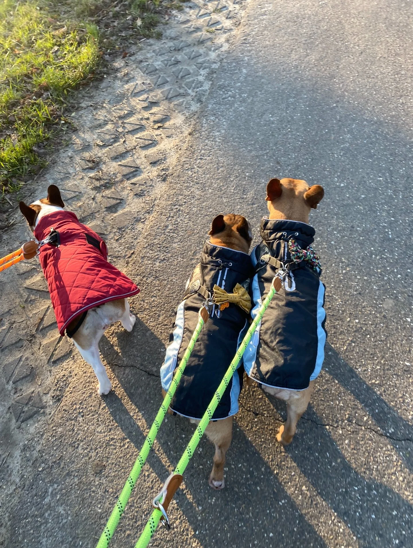 The &ldquo;crew&rdquo; is out!!

#patattekindfrenchies #frenchbulldoglife❤️ #fransebulldogs #frenchbulldog