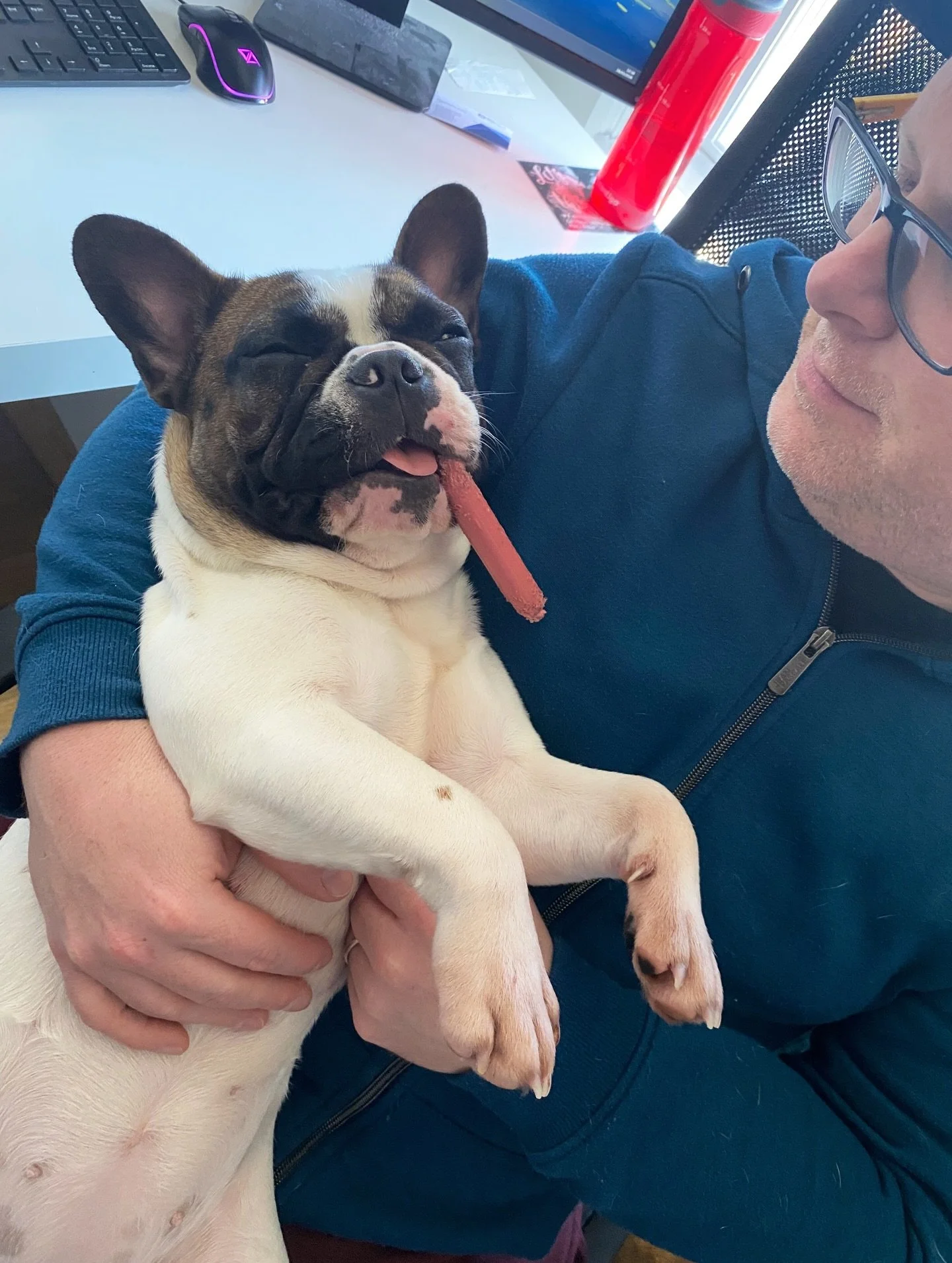 Fur-baby&hellip;baby with 4 legs&hellip;no, just a baby!🤷🏼&zwj;♂️

Patattekind Bianca Del Rio, 10 months

#frenchbulldog #frenchbulldoglife❤️ #patattekindfrenchies #fransebulldog