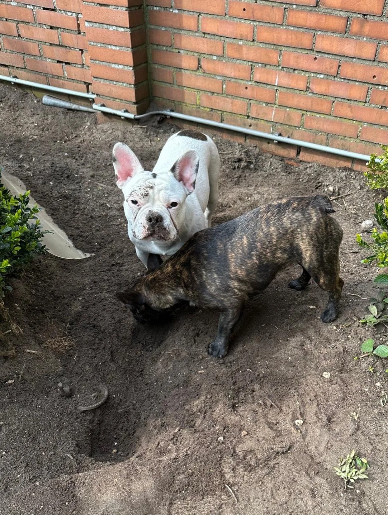 Look dad: we are training to become gardeners!

&ldquo;Gardeners&rdquo;!!!🫣😅
Patattekind Adore Delano &amp; Ella Vaday, 10 months

#frenchbulldogpuppies❤️ #frenchbulldoglife❤️ #patattekindfrenchies #fransebulletjes