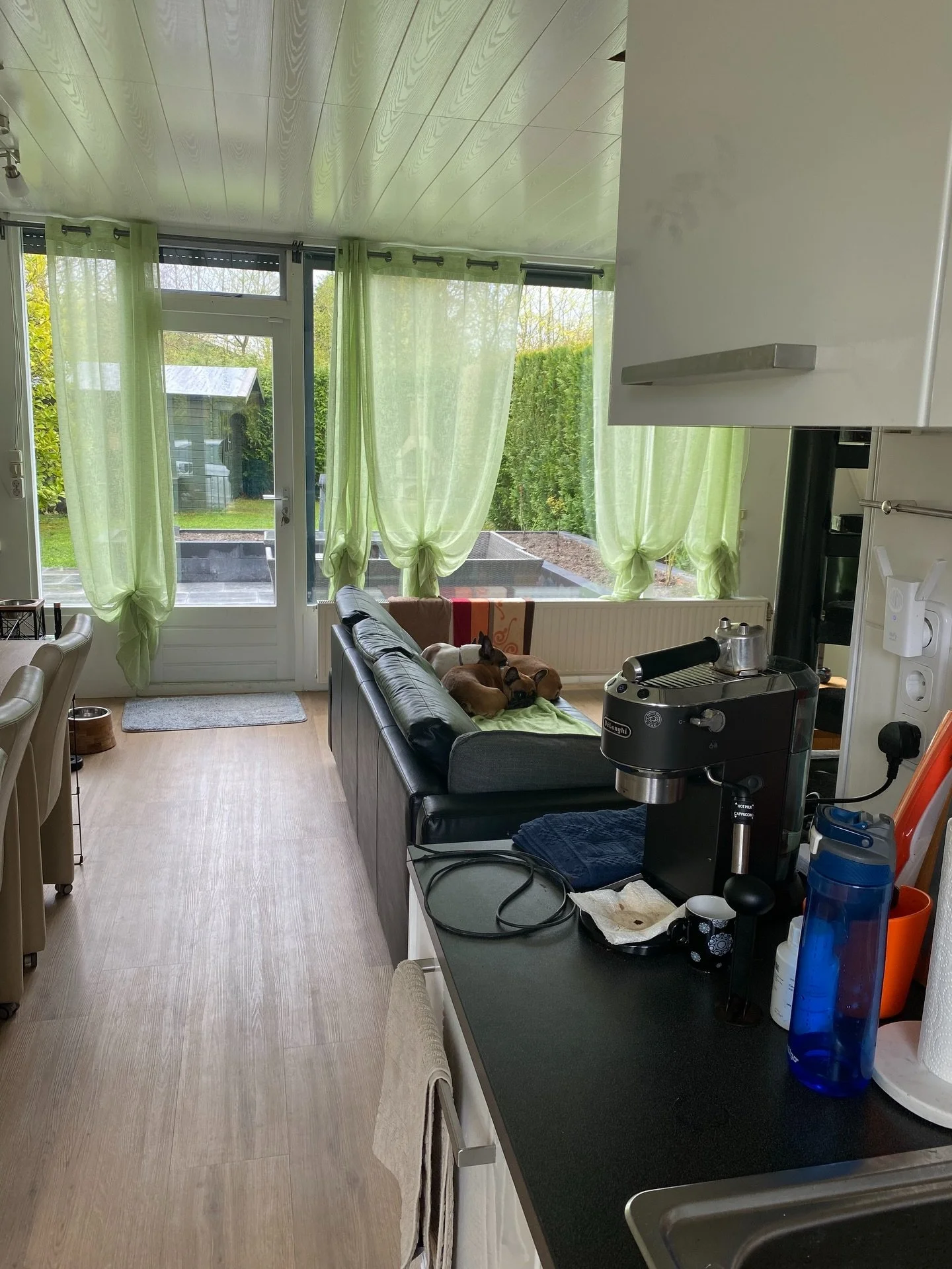 It&rsquo;s all calm and snores until the first slice of apple is cut!!!
🤣

#frenchbulldogpup #frenchbulldog #patattekindfrenchies #fransebulldog