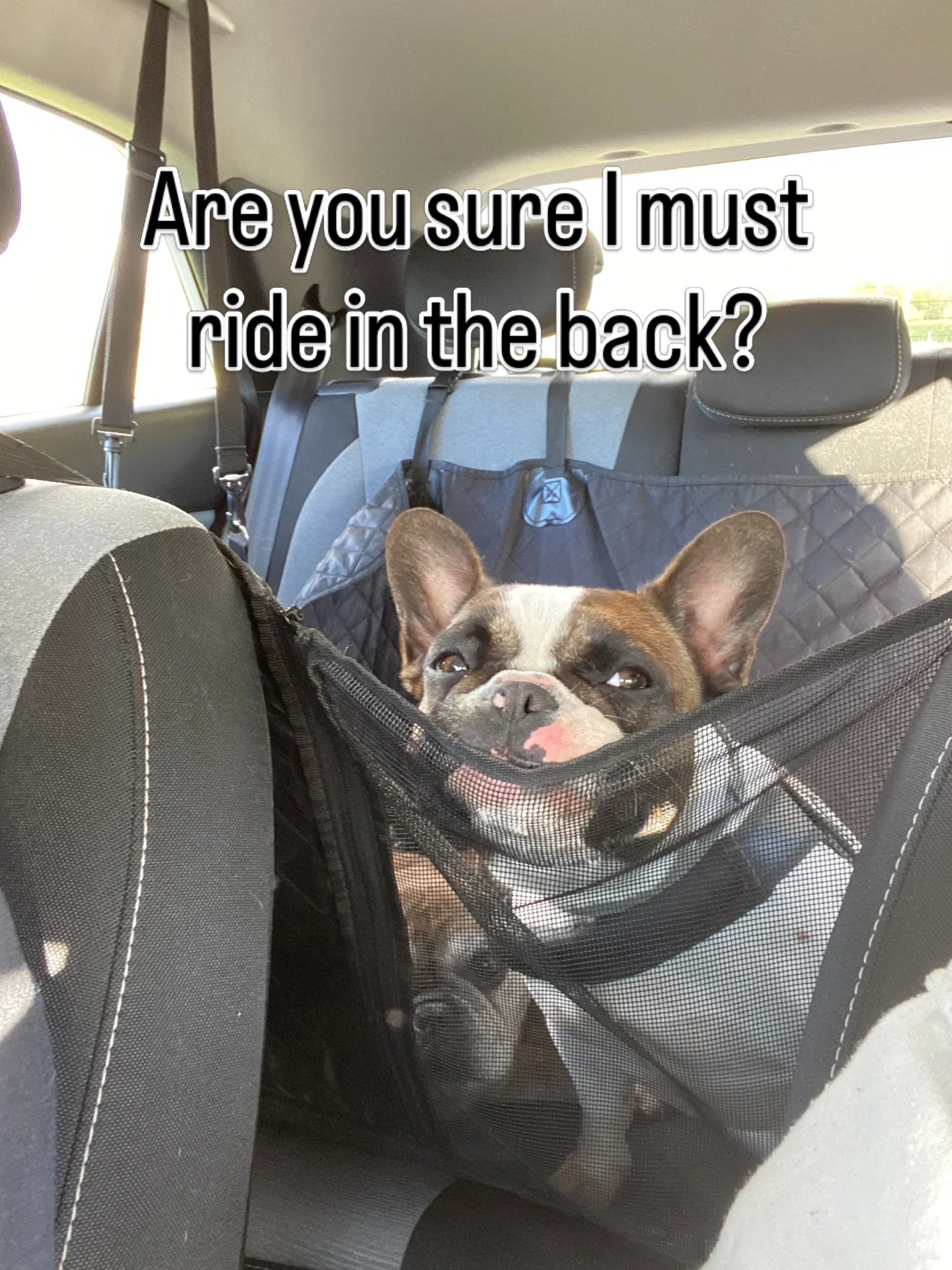 Someone does not like the idea of riding in the back as she gets older!!🤣

Bianca and the other Patattekind pups will be 1 year old in 3 weeks!😱

#frenchbulldogpuppies #frenchbulldogbreeder #fransebulldog #patattekindfrenchies