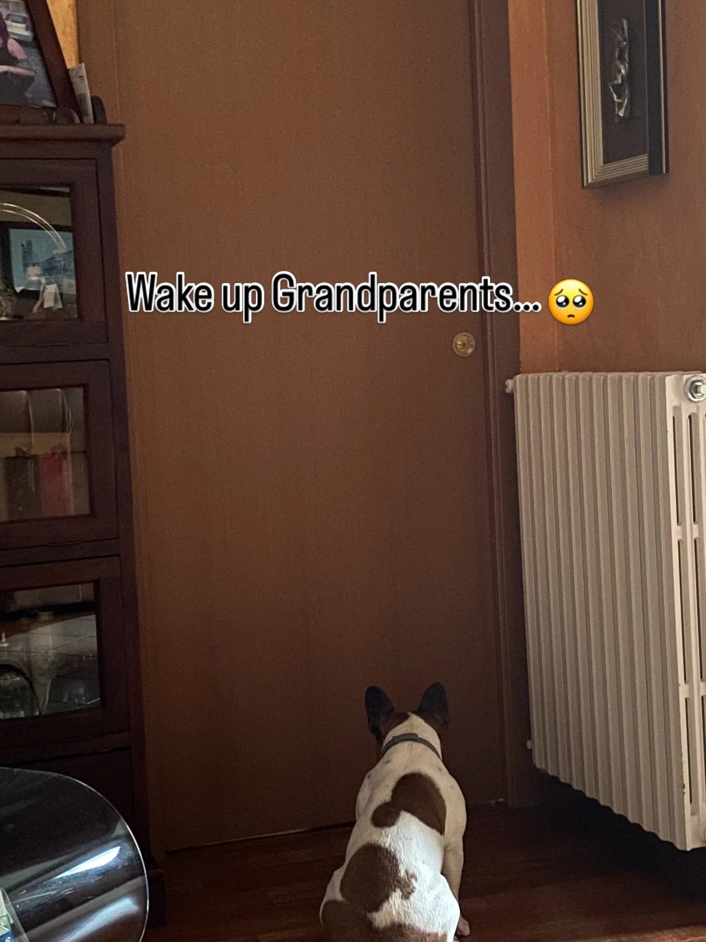 Waiting at the Grandparents bedroom door! She hears them moving so they must come out now!☺️

Patattekind Bianca Del Rio, 11 days to 1 year old🥹

#frenchbulldoglife❤️ #frenchbulldogpuppies #patattekindfrenchies #fransebulldog #frenchbulldogbreeders