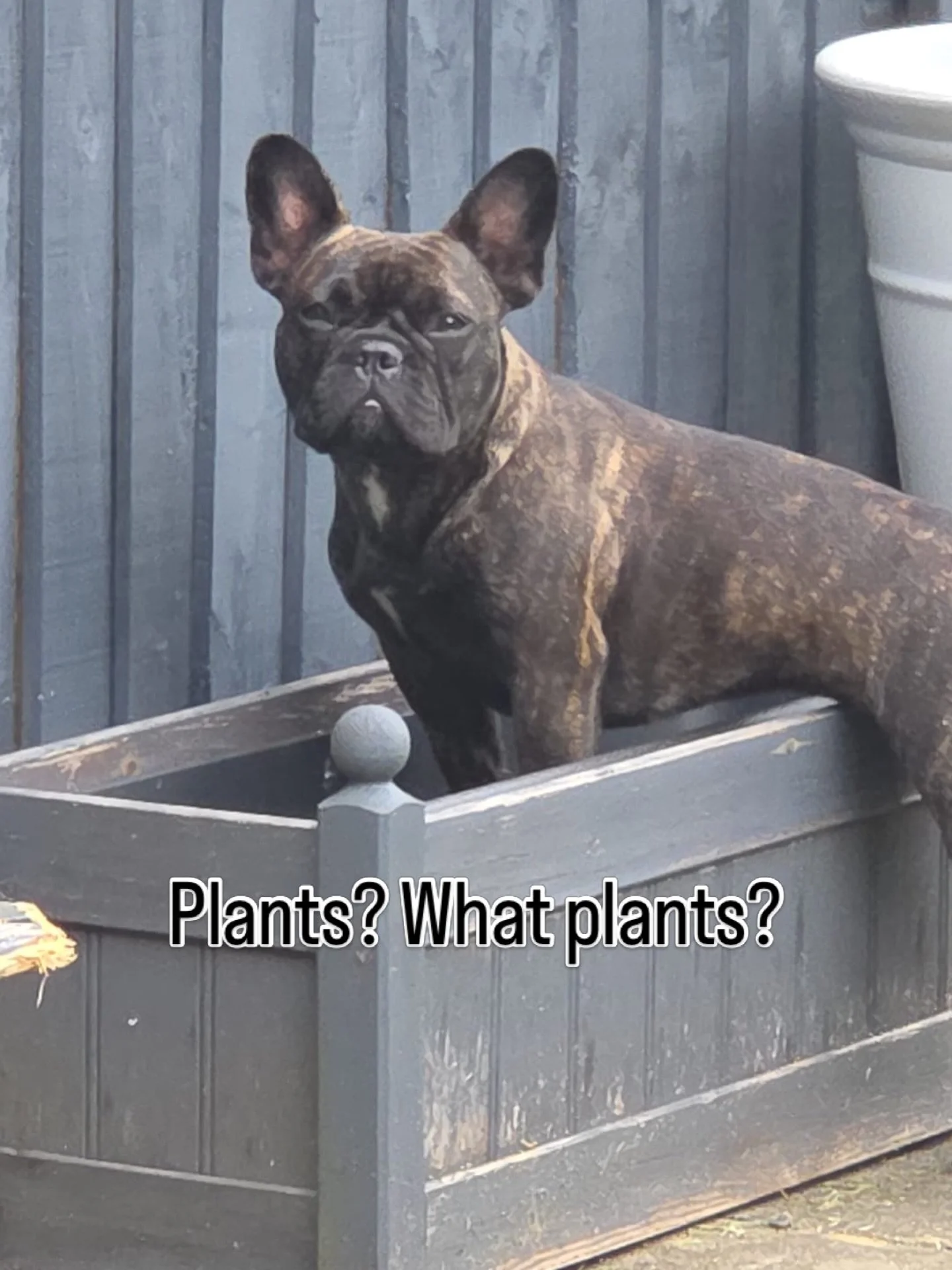What were we planting here Mom?? Plants?
Nahh, I don&rsquo;t think so!

Patattekind Monet eXchange aka Betty White, 8 days to 1 year old!

#frenchbulldog #frenchbulldogpuppies❤️ #patattekindfrenchies #fransebulldog