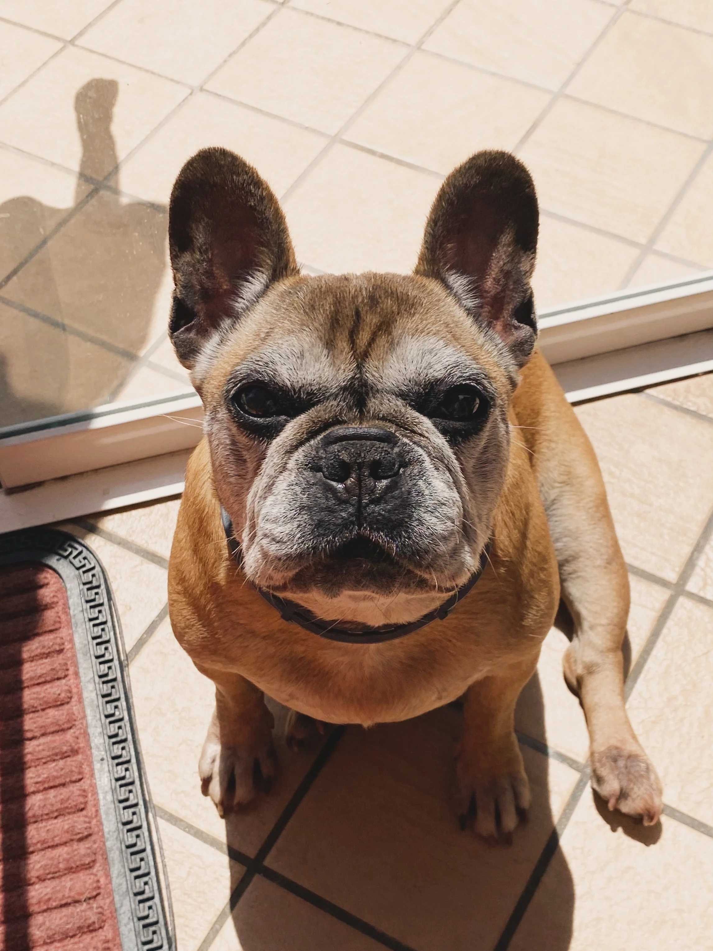 Nothing to say, just look at that pretty face!!

Grandma Lobke, 10 years old

#frenchbulldog #frenchbulldoglife❤️ #patattekindfrenchies #fransebulldogoninstagram #frenchbulldogmoments