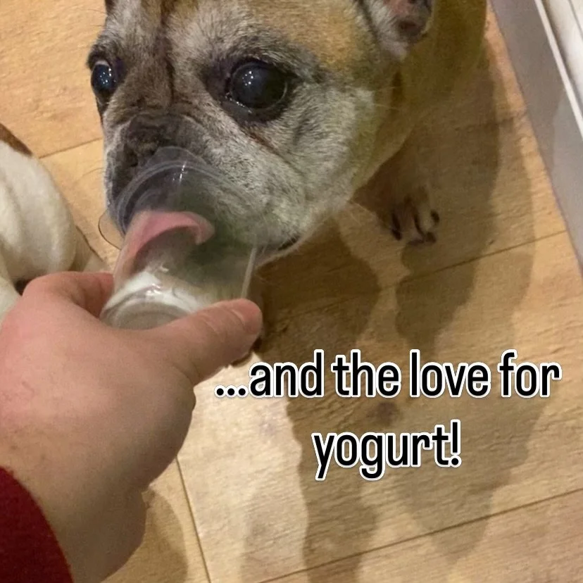 Yes they&rsquo;re cute and all, but the funny faces!!!!🤣
The love for yogurt is strong with these ones&hellip;and Bianca is the only one that gets to the bottom of the pot with her extra long tongue! 

#frenchbulldogoftheday #fransebulldogs #patatte