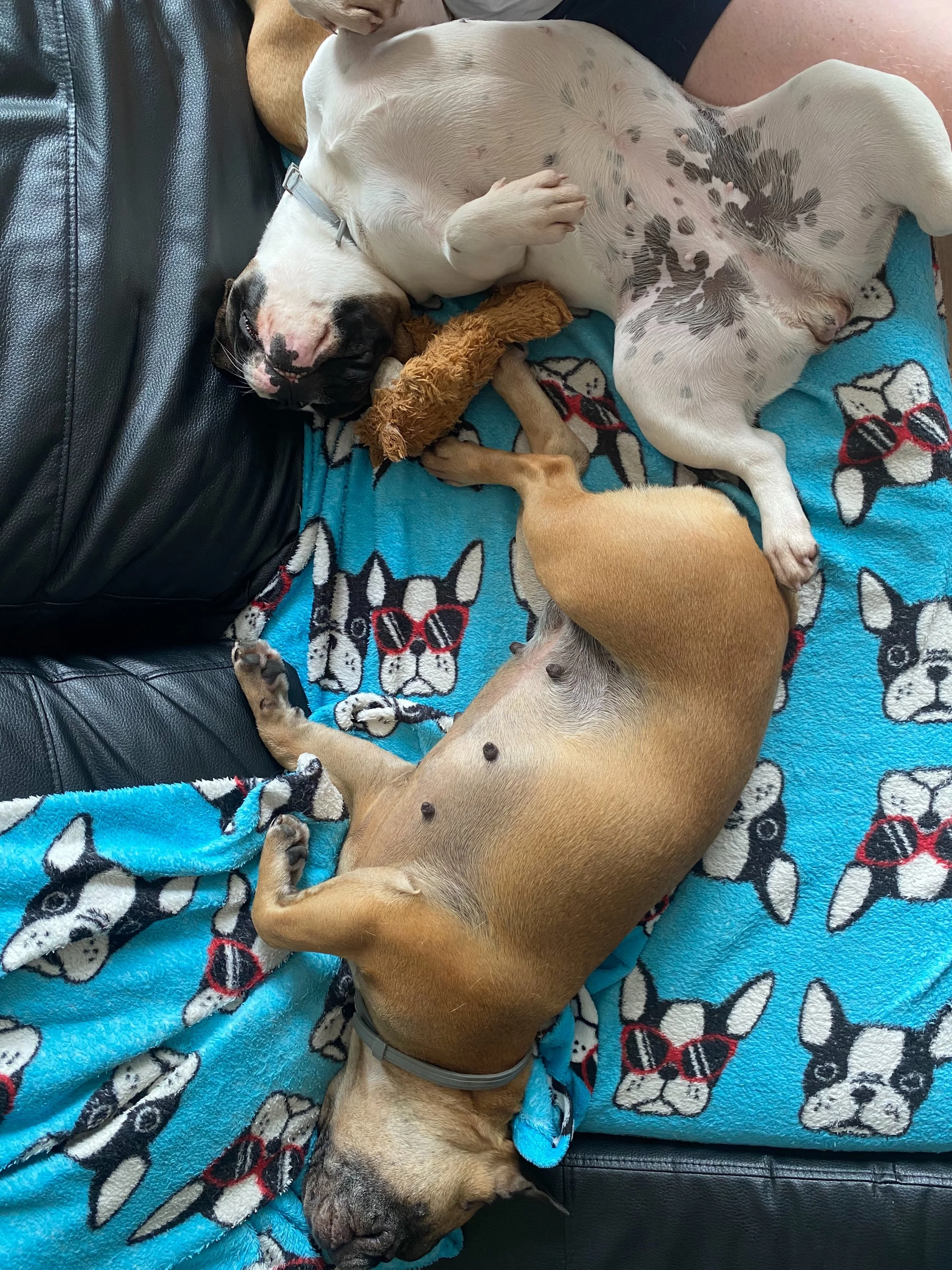 I spilled some puppies all over the couch😅

#frenchbulldogpics #fransebulldogs #patattekindfrenchies #frenchbulldogpuppies