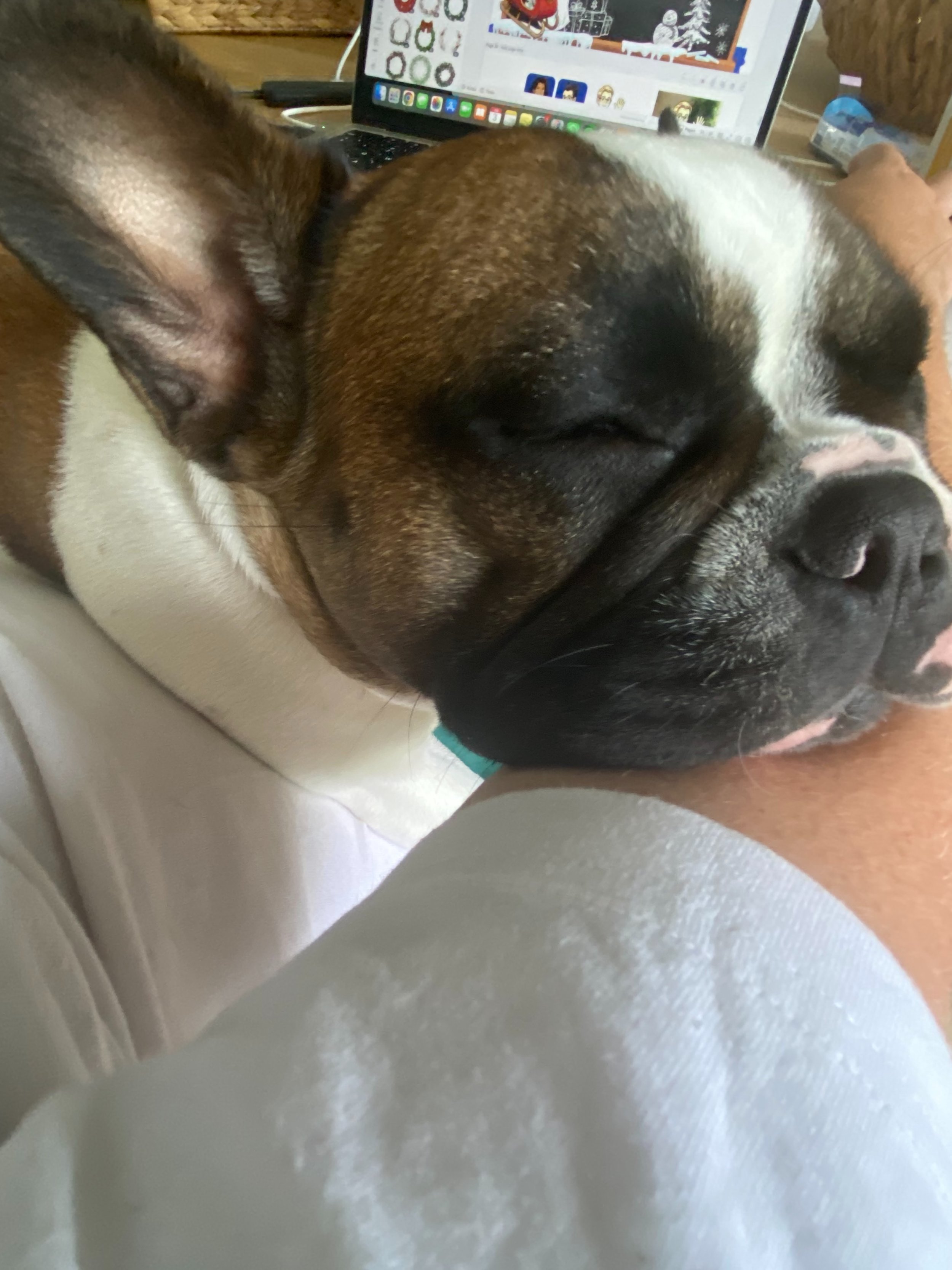 Bianca i was actually working!🤦🏼&zwj;♂️

#frenchbulldog #funnyfrenchbulldogs #patattekindfrenchies #fransebulldogs