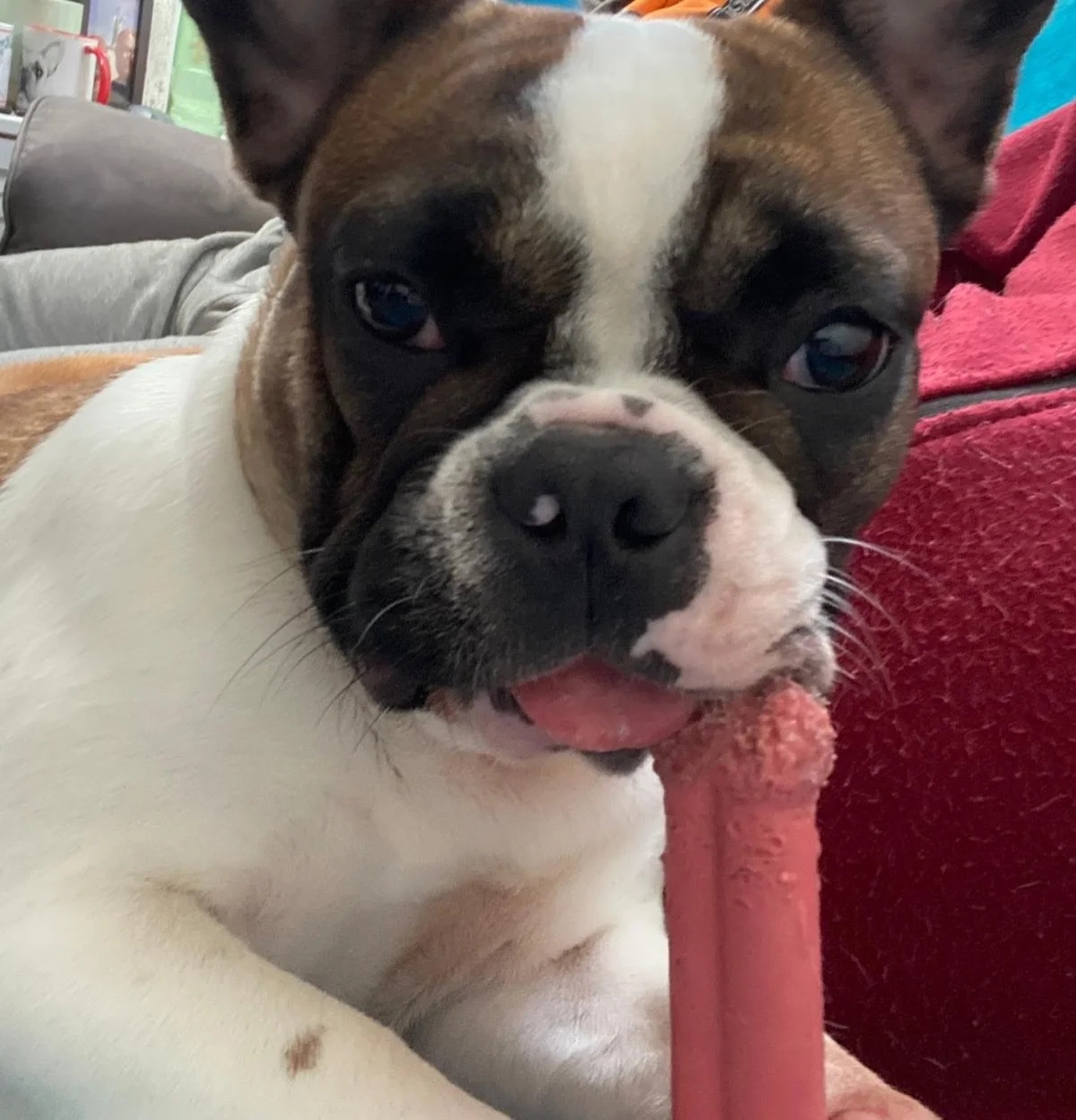 Hello, i&rsquo;m here to talk to you about our Lord and Saviour: the pink bone. 
Have you heard the good news? It tastes like bacon!

#frenchbulldog #patattekindfrenchies #fransebulldog #frenchbulldogpups