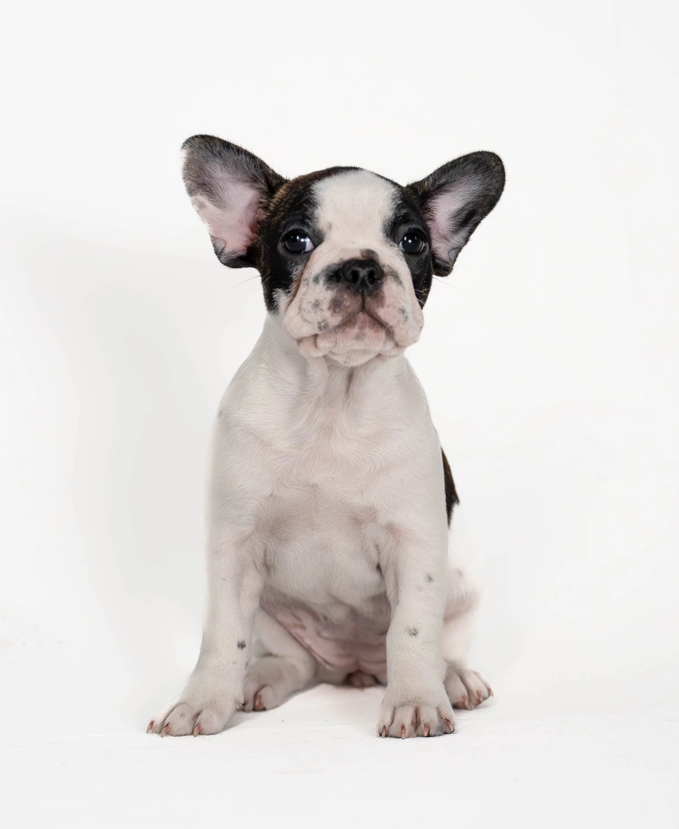 Patattekind "Lou Lou" Cheddar Gorge