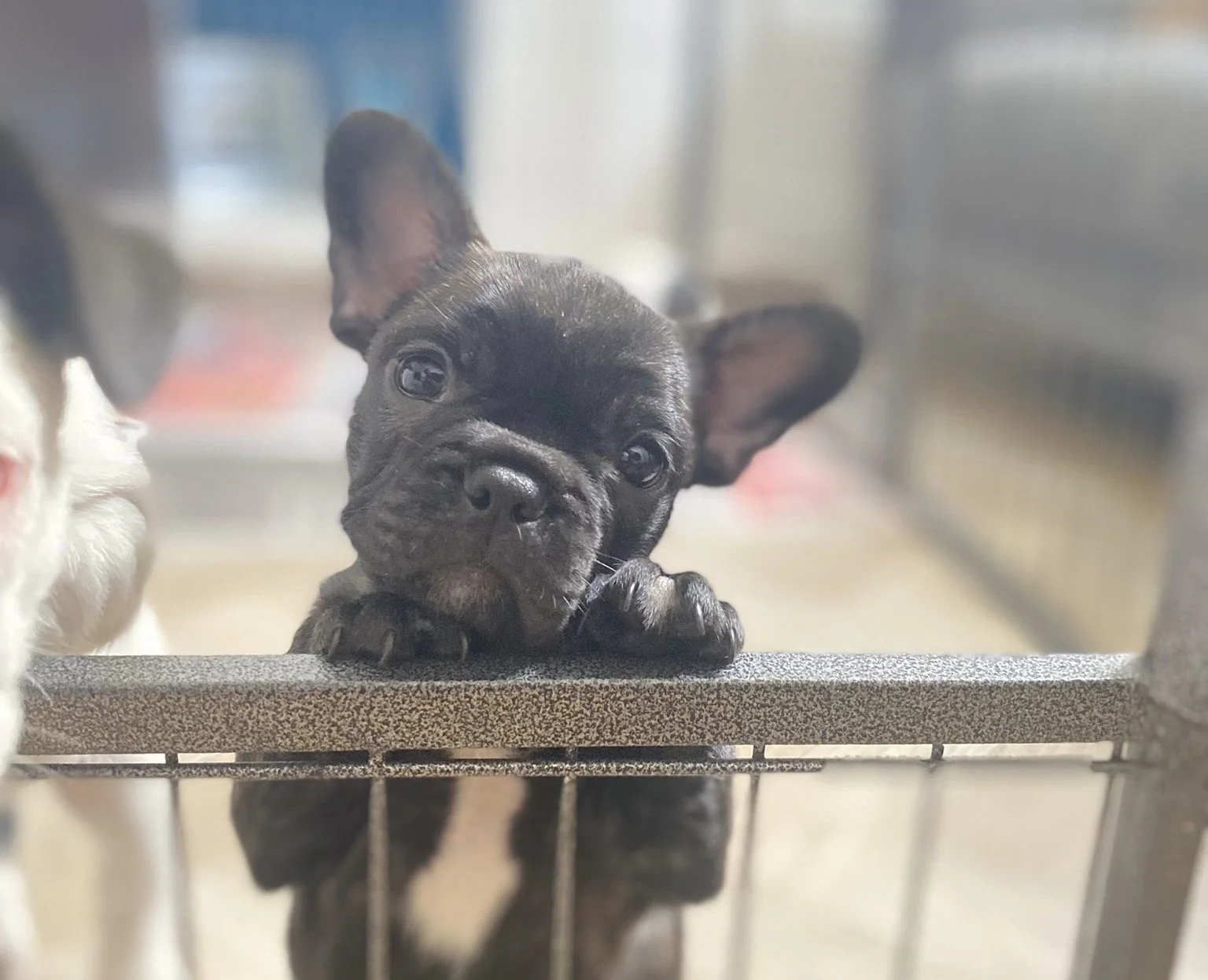 Patattekind Ella Vaday