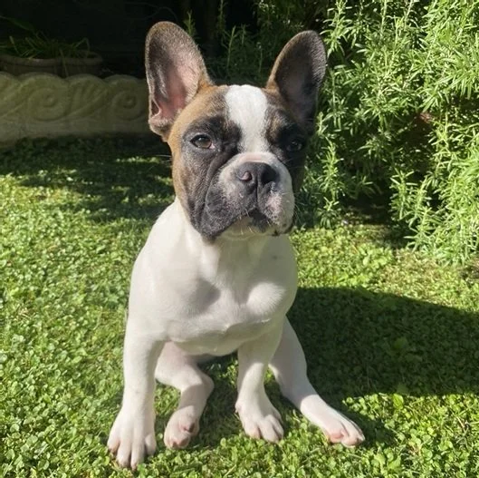 Patattekind Bianca Del Rio