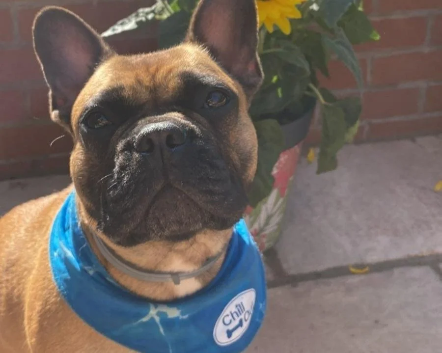 French Bulldog Supplies