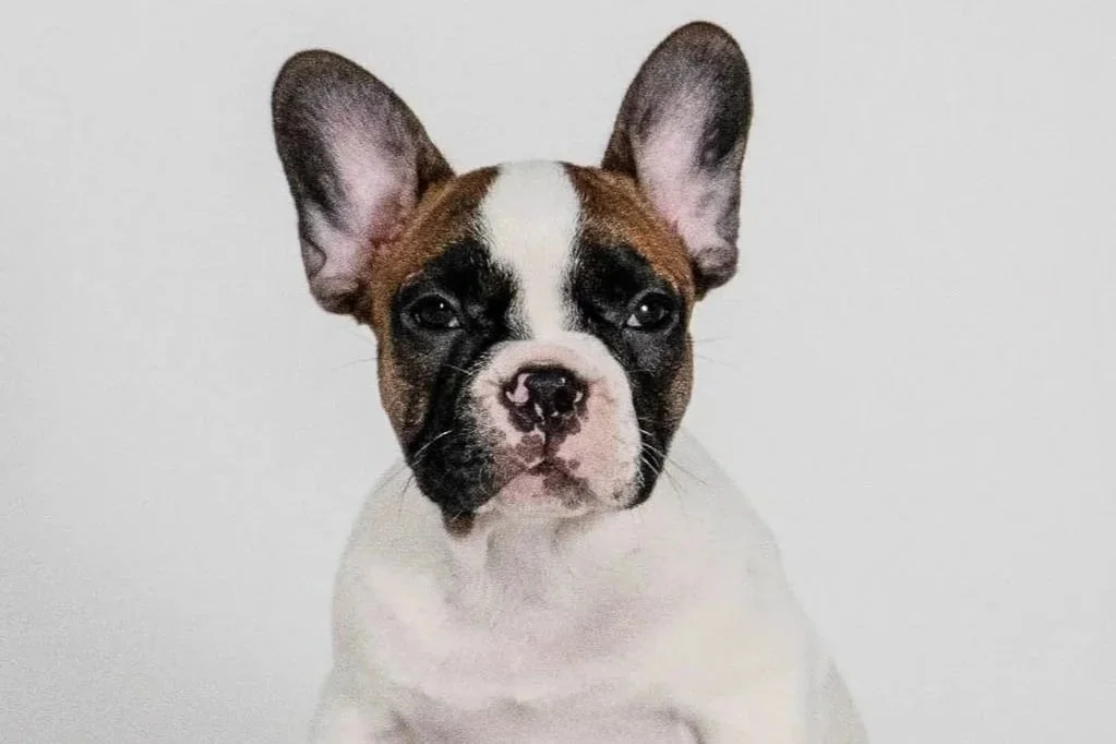 Patattekind Bianca Del Rio