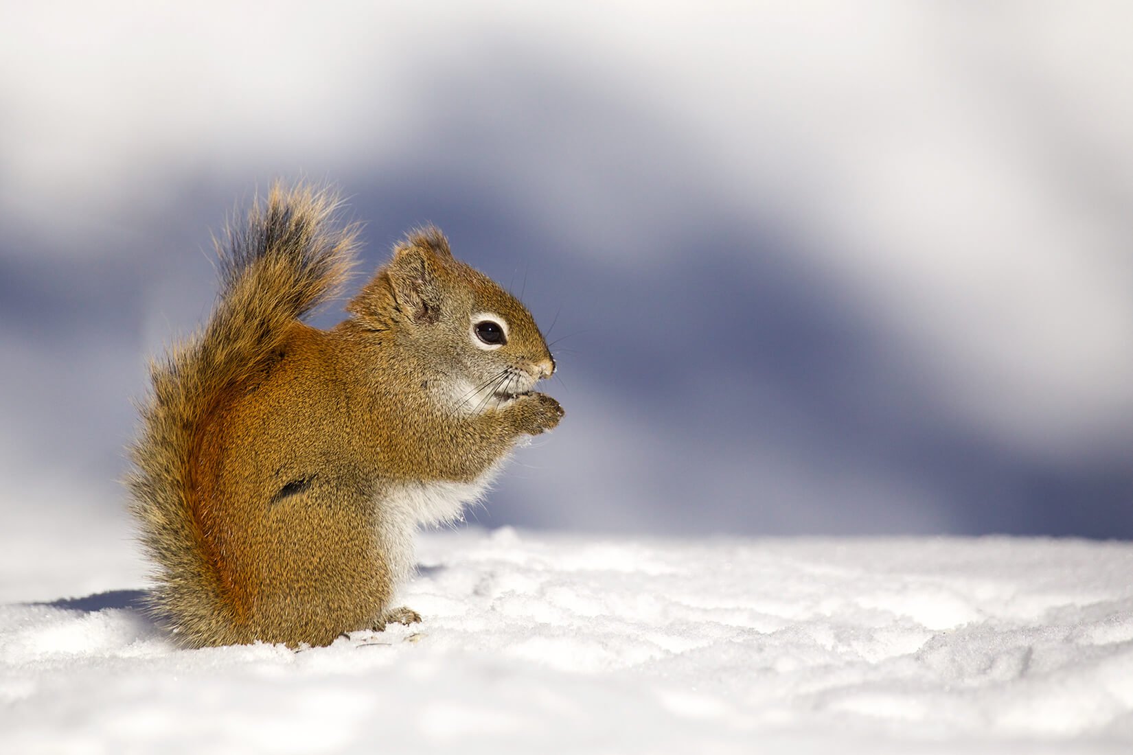 Preparing for Winter: Why Rodents &amp; Wildlife Try to Move In