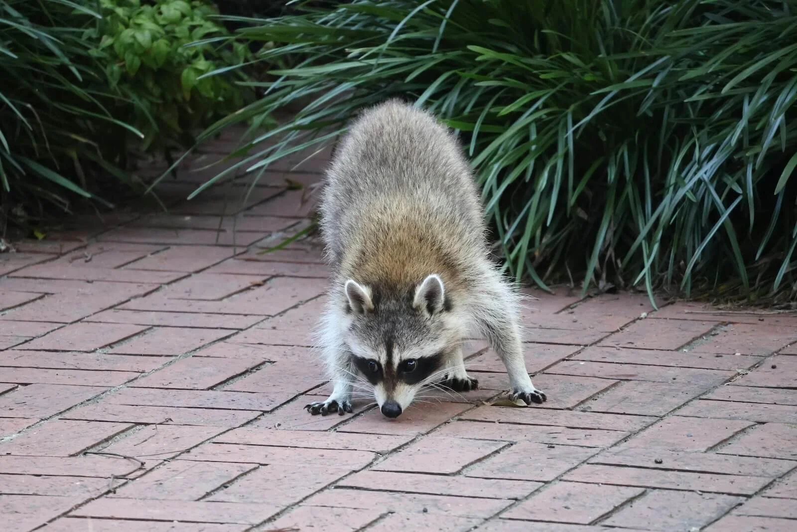 Raccoon on a residential patio, illustrating wildlife removal services in Douglas County, Colorado