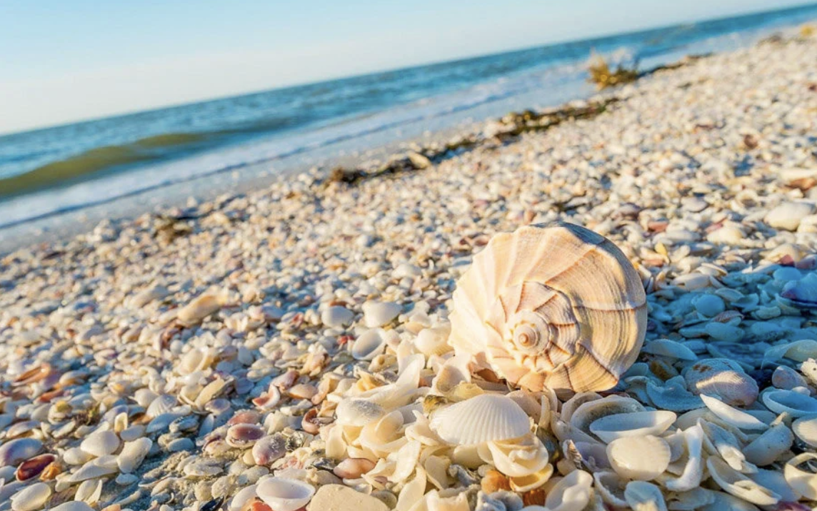 Shells and sand on a beach with ocean waves in the background.