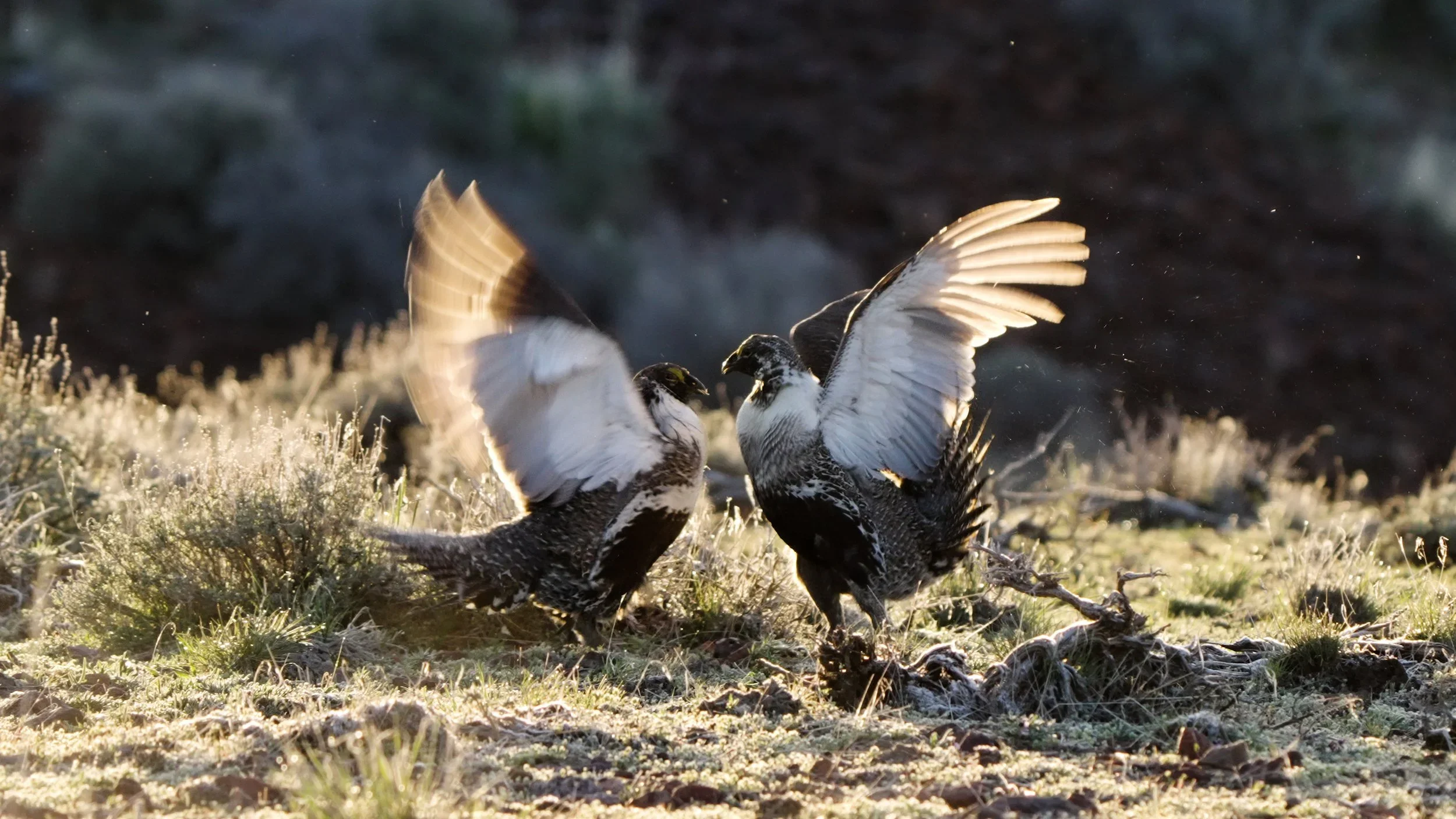 Grouse6.webp