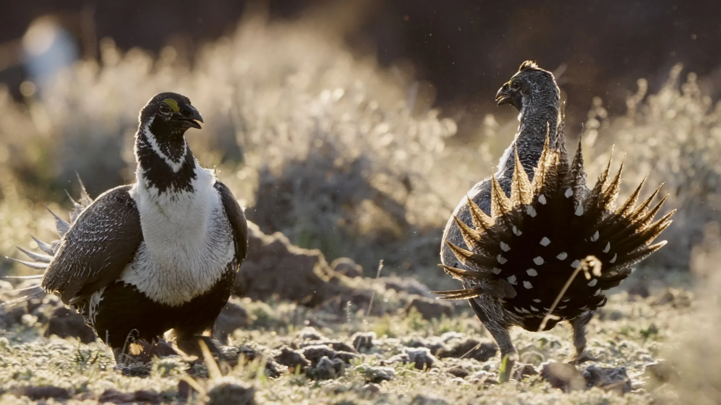 Grouse5.webp