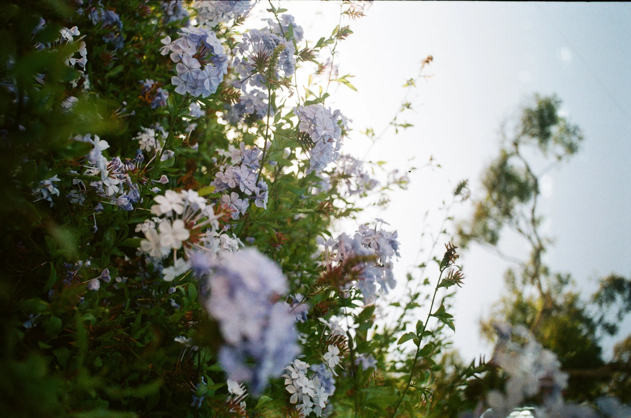 Chasing Light: A Photographer's Guide to Santa Cruz