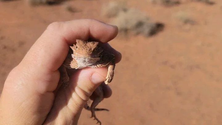 On this morning's hike to my &quot;office&quot; I found the cutest little writing buddy!! 🤩
I've always adored horned toads. We hung out for a few minutes before he scampered off.
