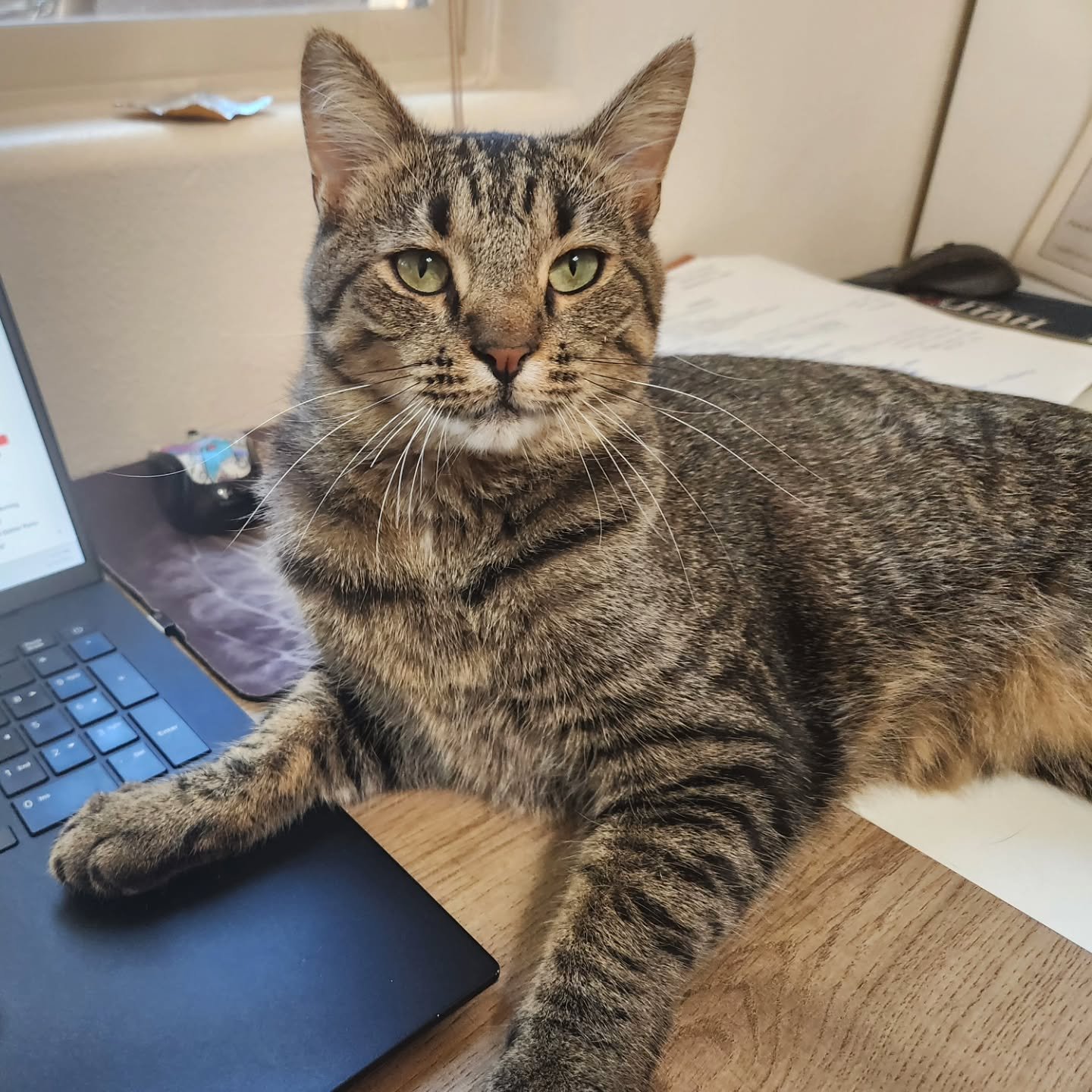 This guy definitely maxed out his credit card at the cuteness store! My little Chaco makes a heck of a writing buddy. ❤️

#amwriting #writingbuddy #tabbycat #bestfriendsanimalsanctuary
