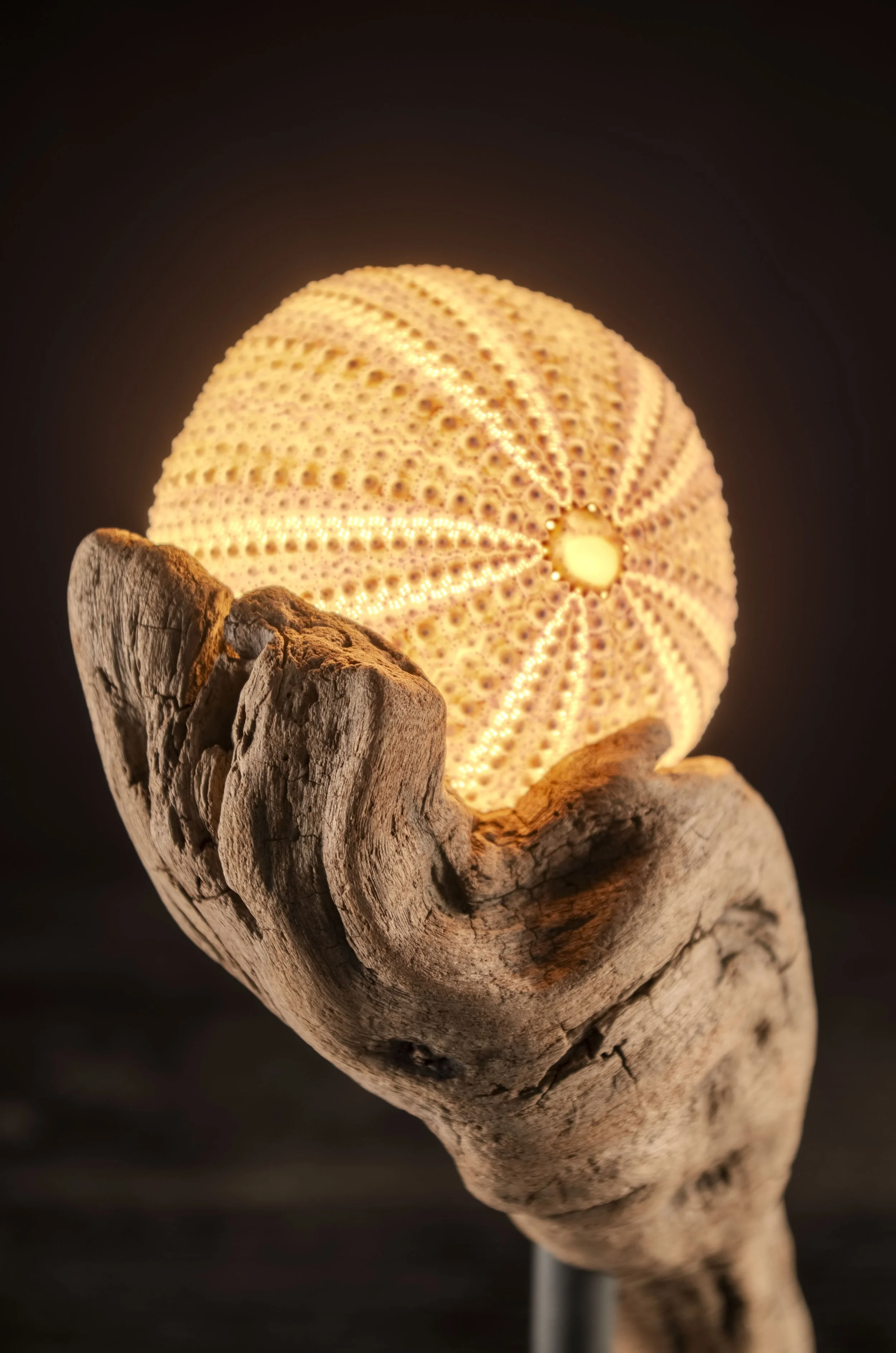 Seeigel · Treibholz · Licht