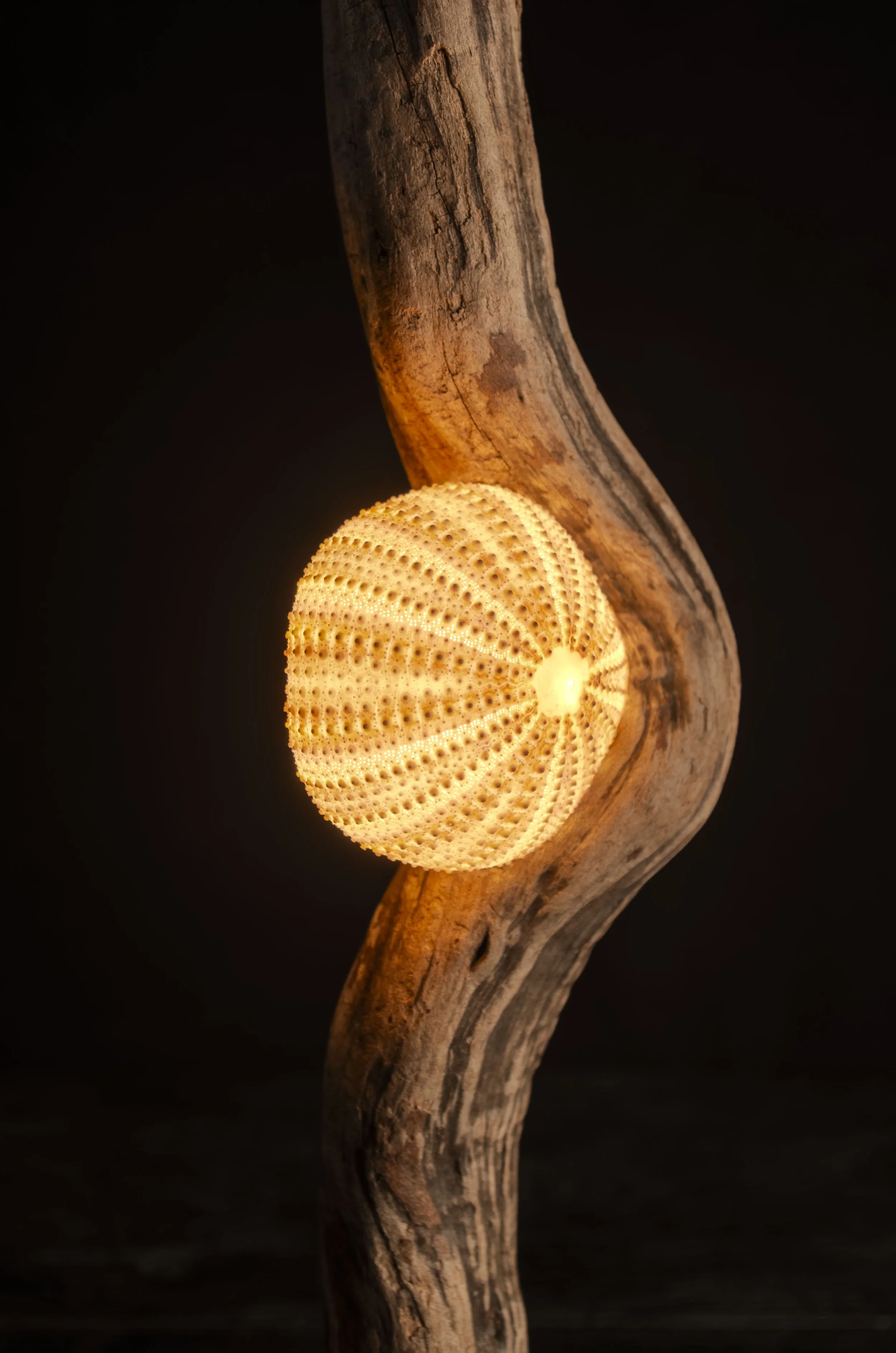 Seeigel · Treibholz · Licht