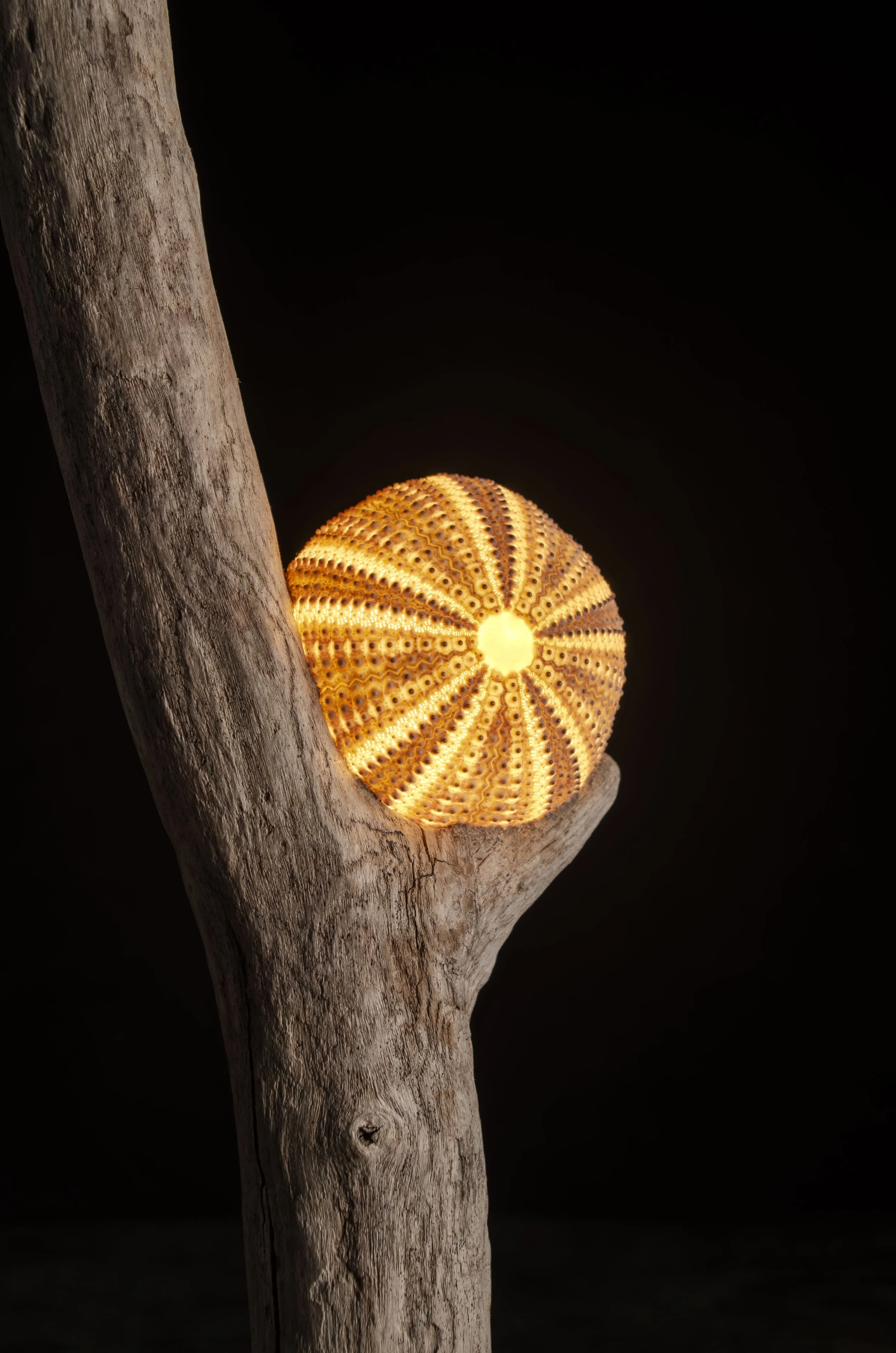 Seeigel · Treibholz · Licht