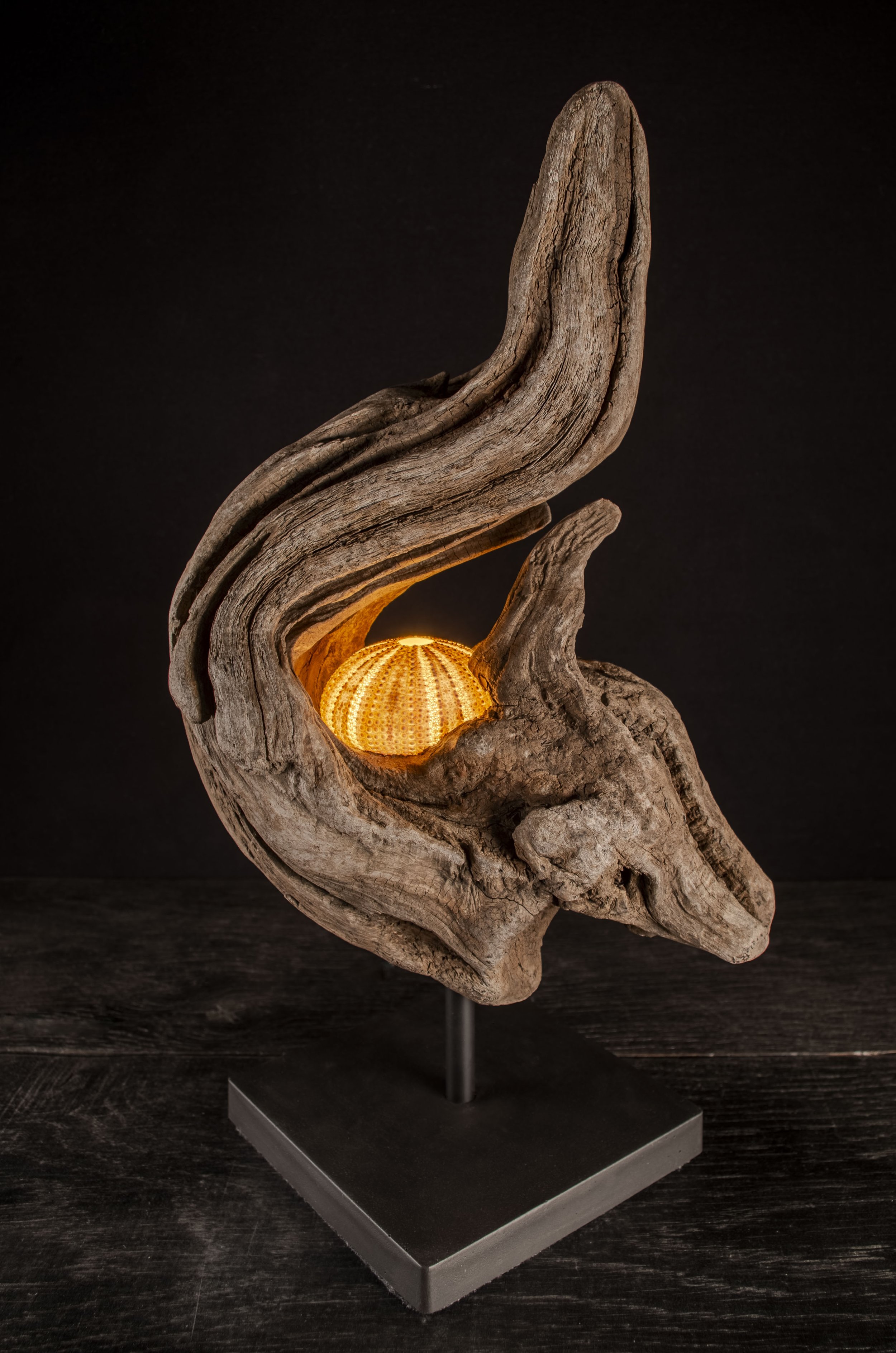 Seeigel · Treibholz · Licht