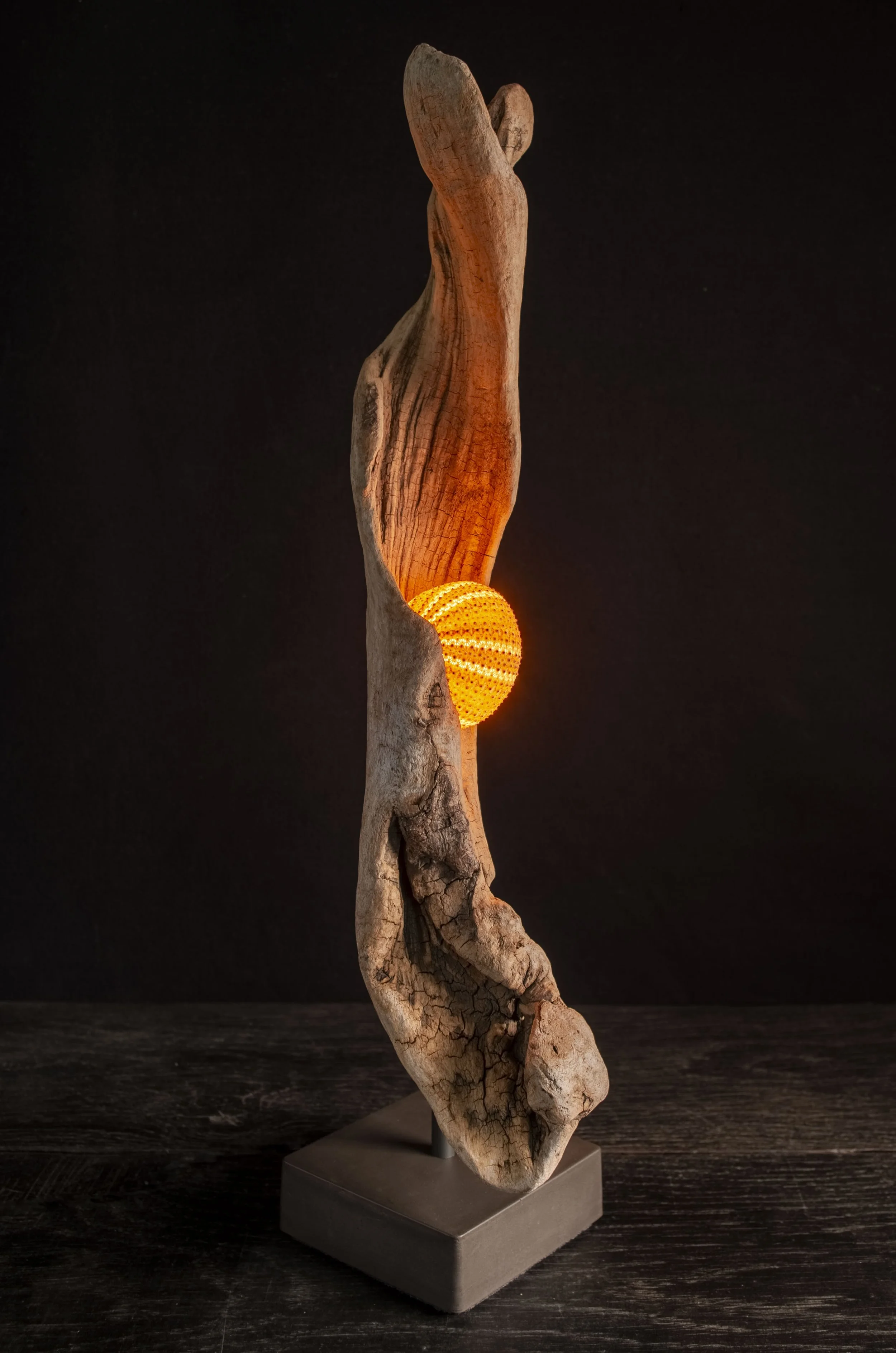 Seeigel · Treibholz · Licht