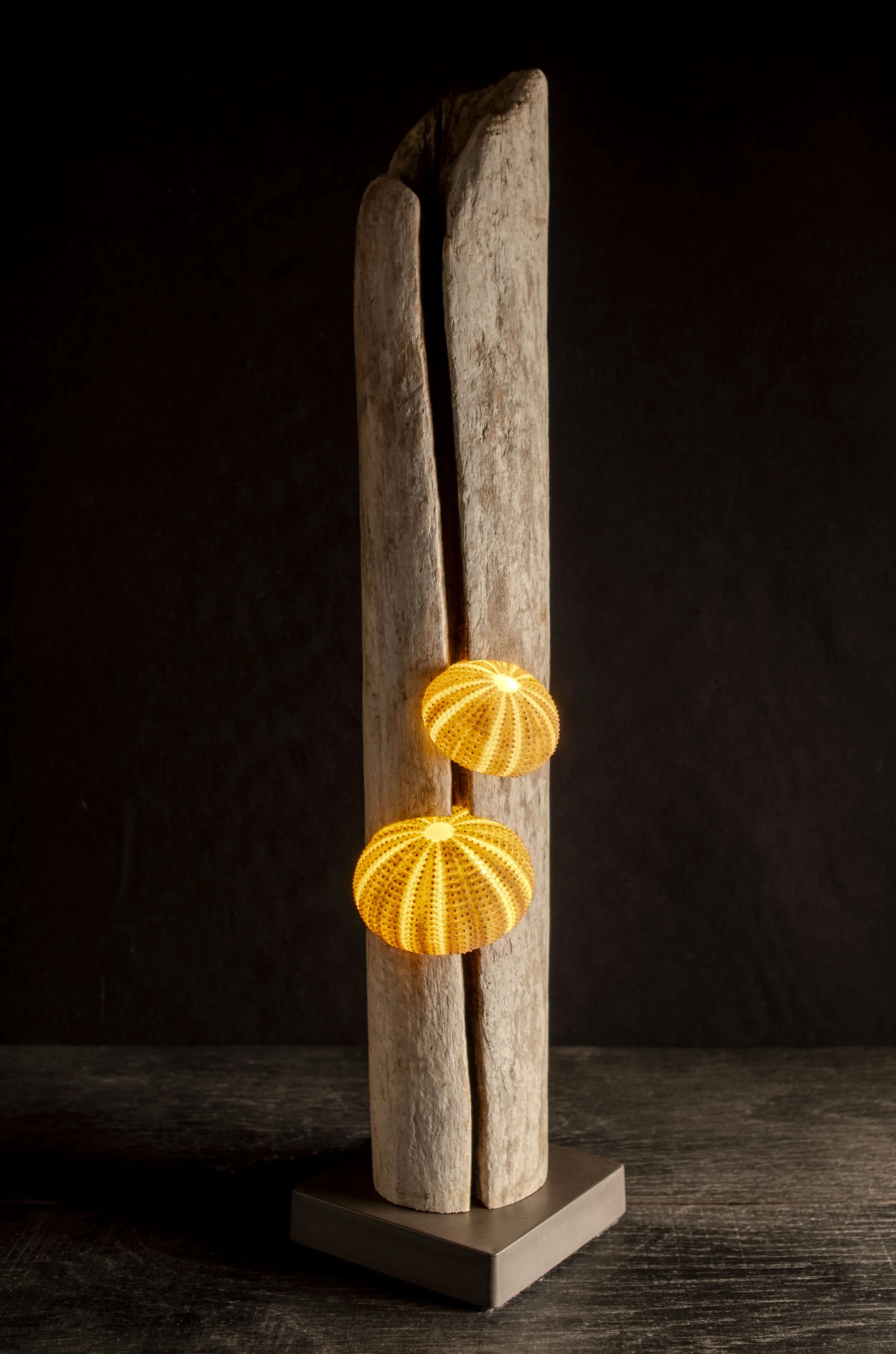 Seeigel · Treibholz · Licht