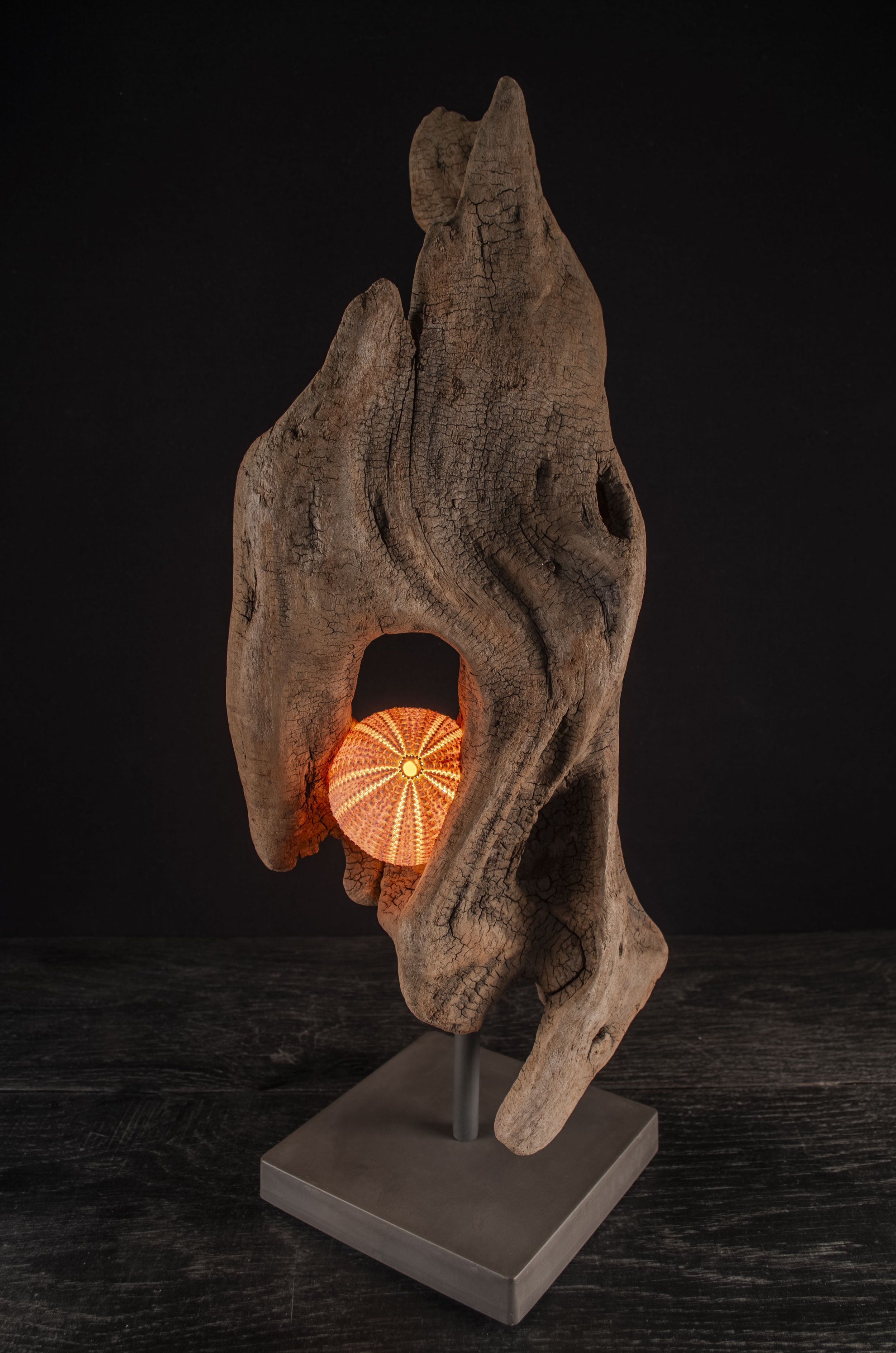 Seeigel · Treibholz · Licht